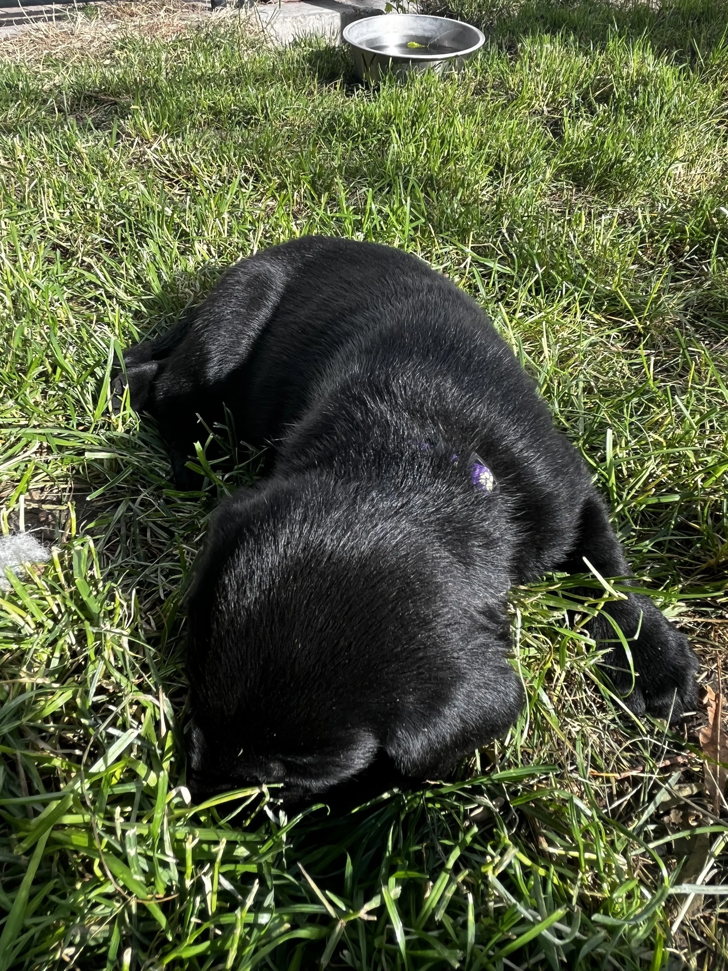 Black puppy lying on green grass, with a metal water bowl in the background.