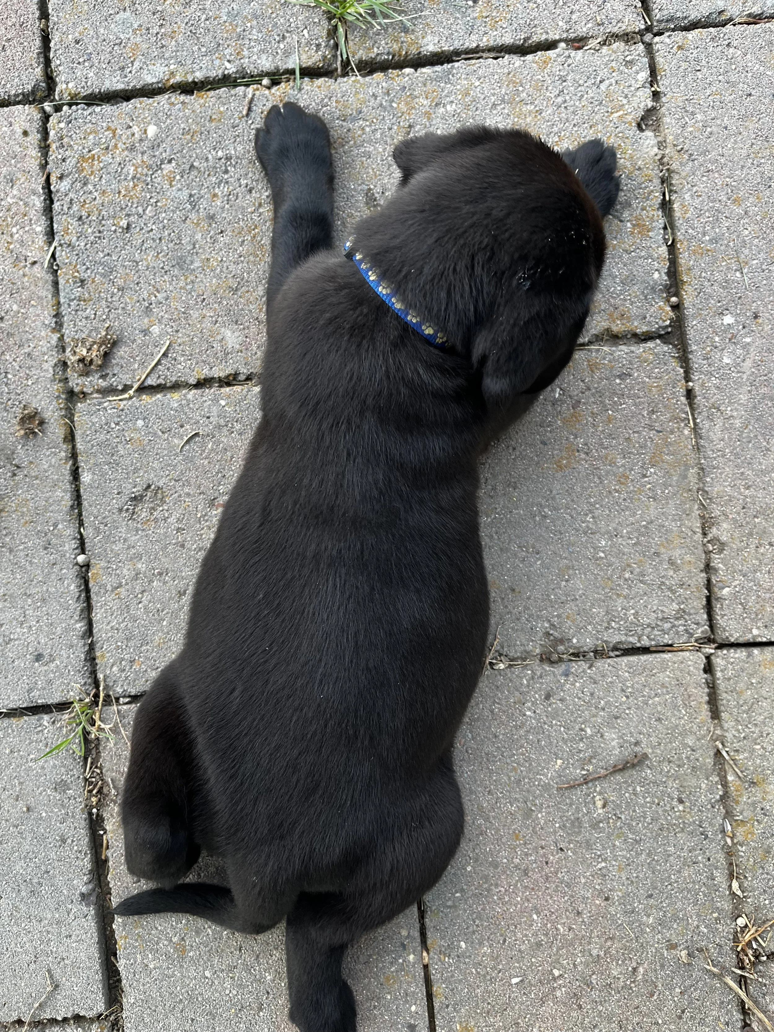 Black puppy lying on a stone-paved outdoor surface, viewed from above.