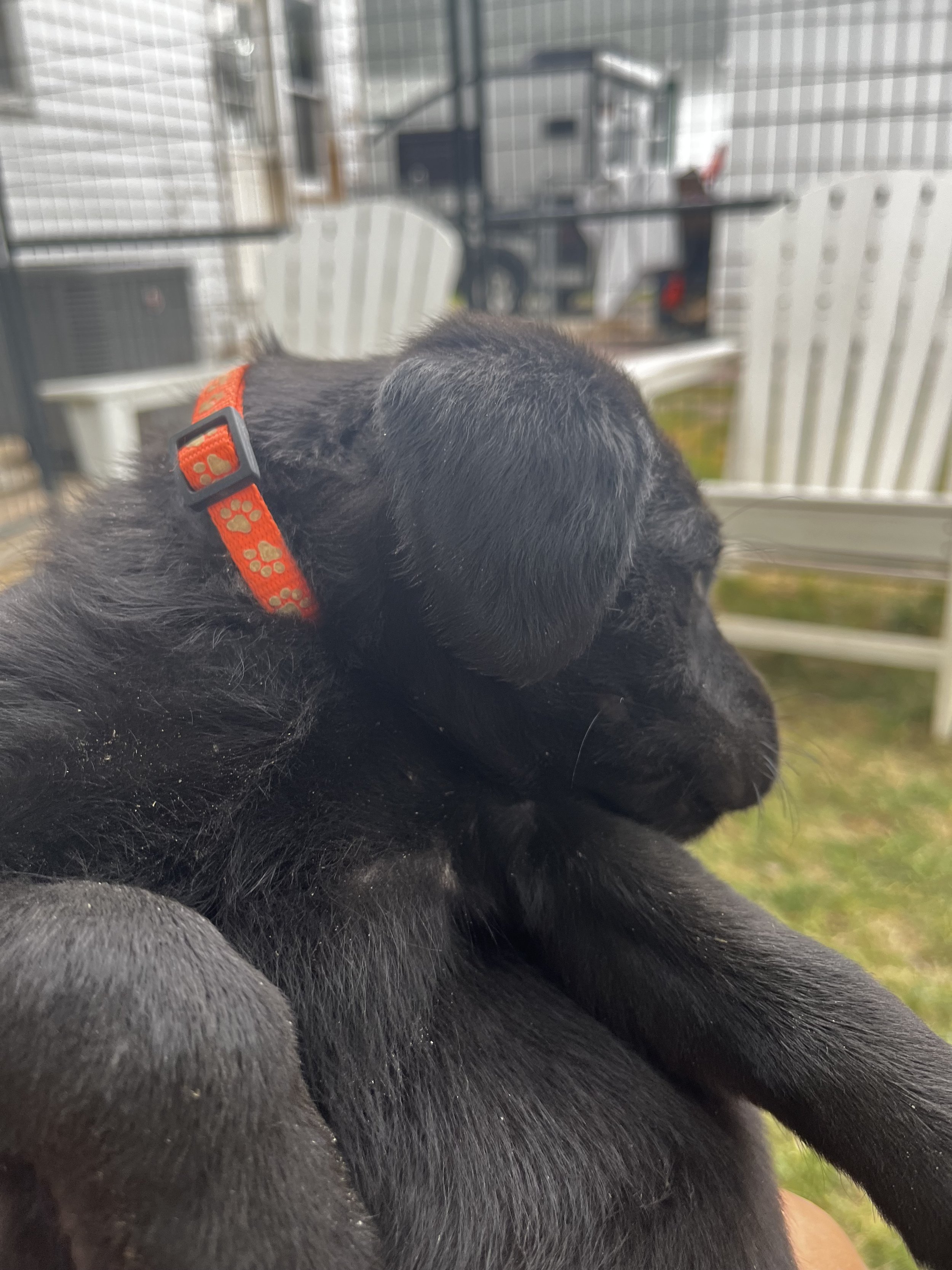 Close-up of a black puppy with a red collar, sitting outdoors near a white chair, with a porch and outdoor furniture in the background.