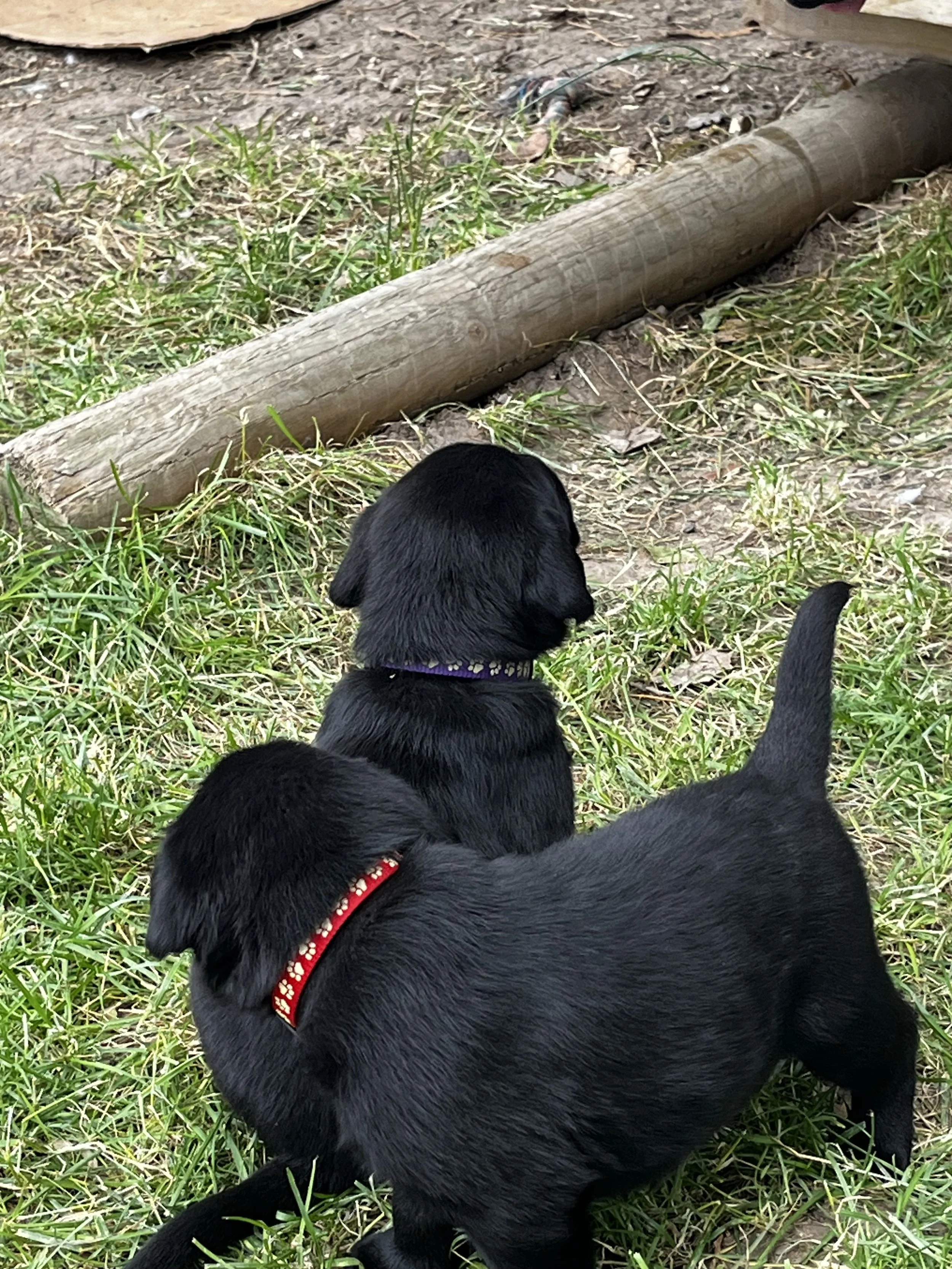 Black puppies outdoors on grass with a log and some dirt in the background.