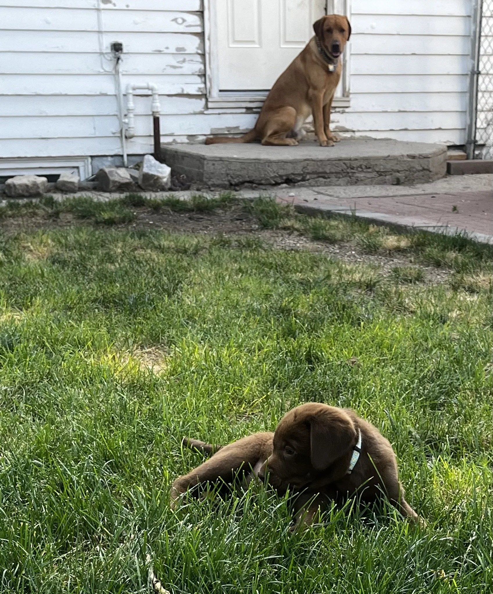 Photo of two puppies in a backyard with green grass, a white wooden house, and a concrete step. One puppy is brown and lying down in the grass, and the other is sitting on the concrete step near the door, looking at the camera.