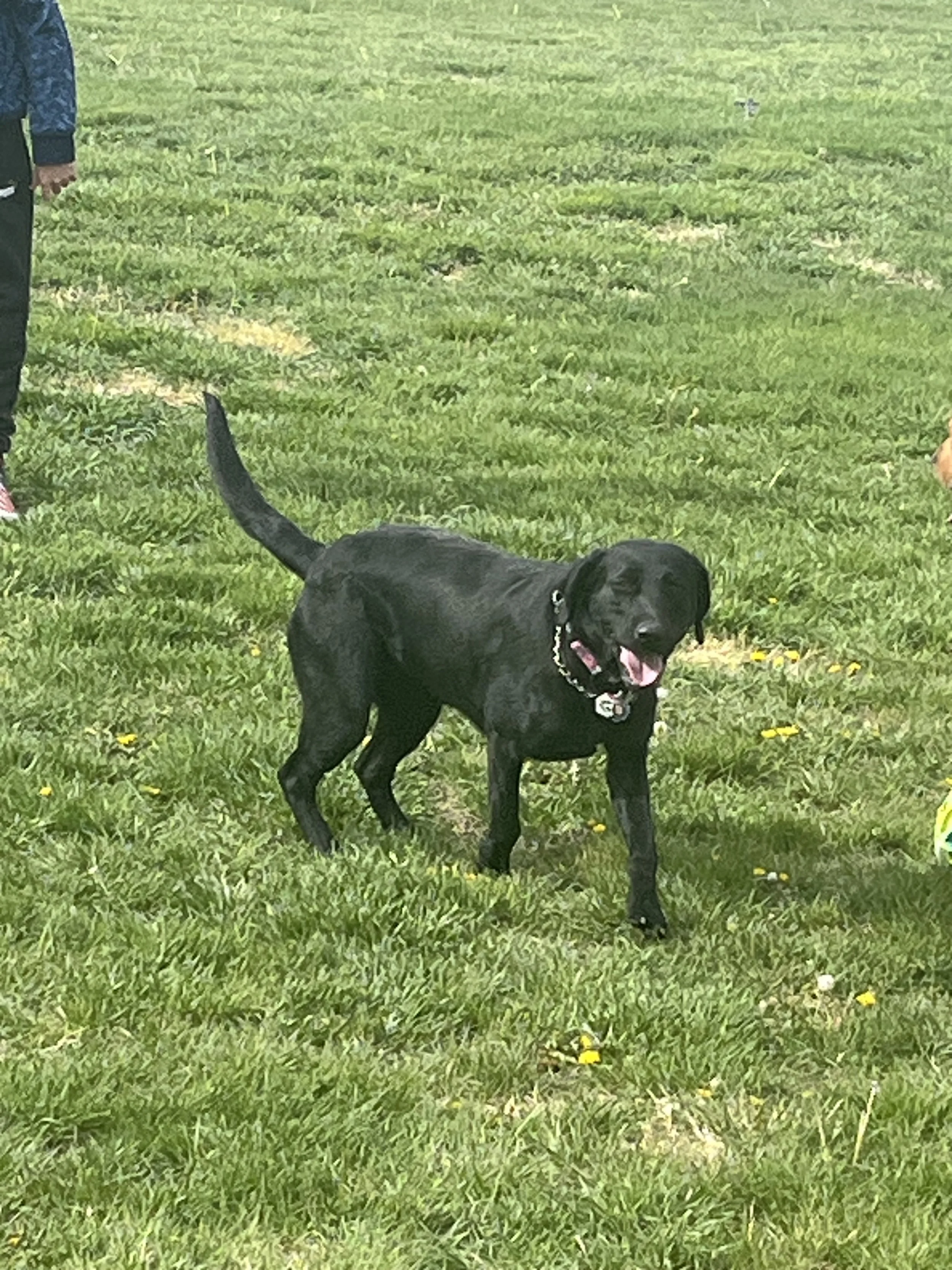 Black dog running on grassy field with yellow flowers, person in blue jacket partially visible on the left.