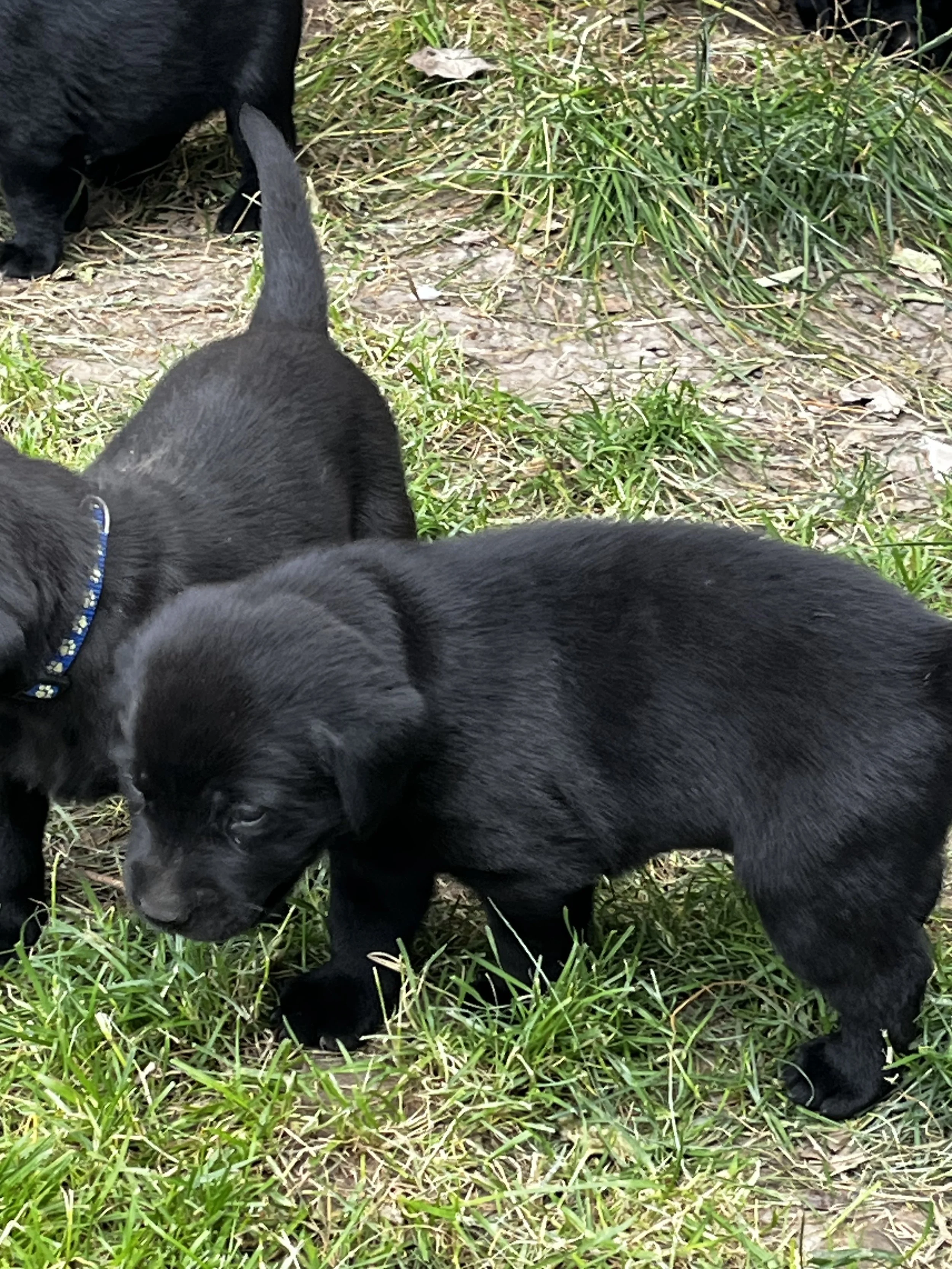 Three black puppies playing on the grass outdoors, with patches of green grass and brown dirt visible.