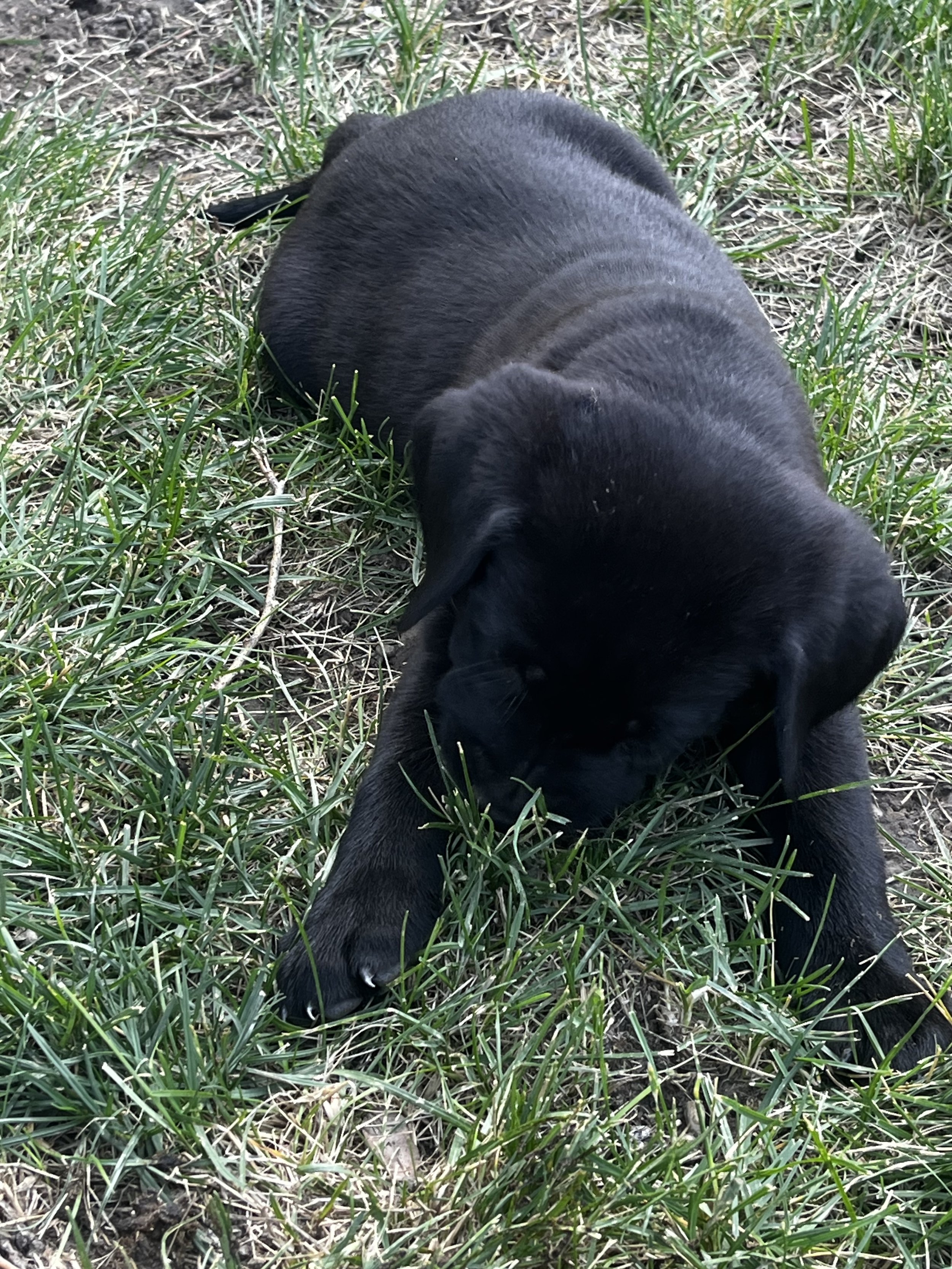 Black puppy lying on green grass in an outdoor setting.