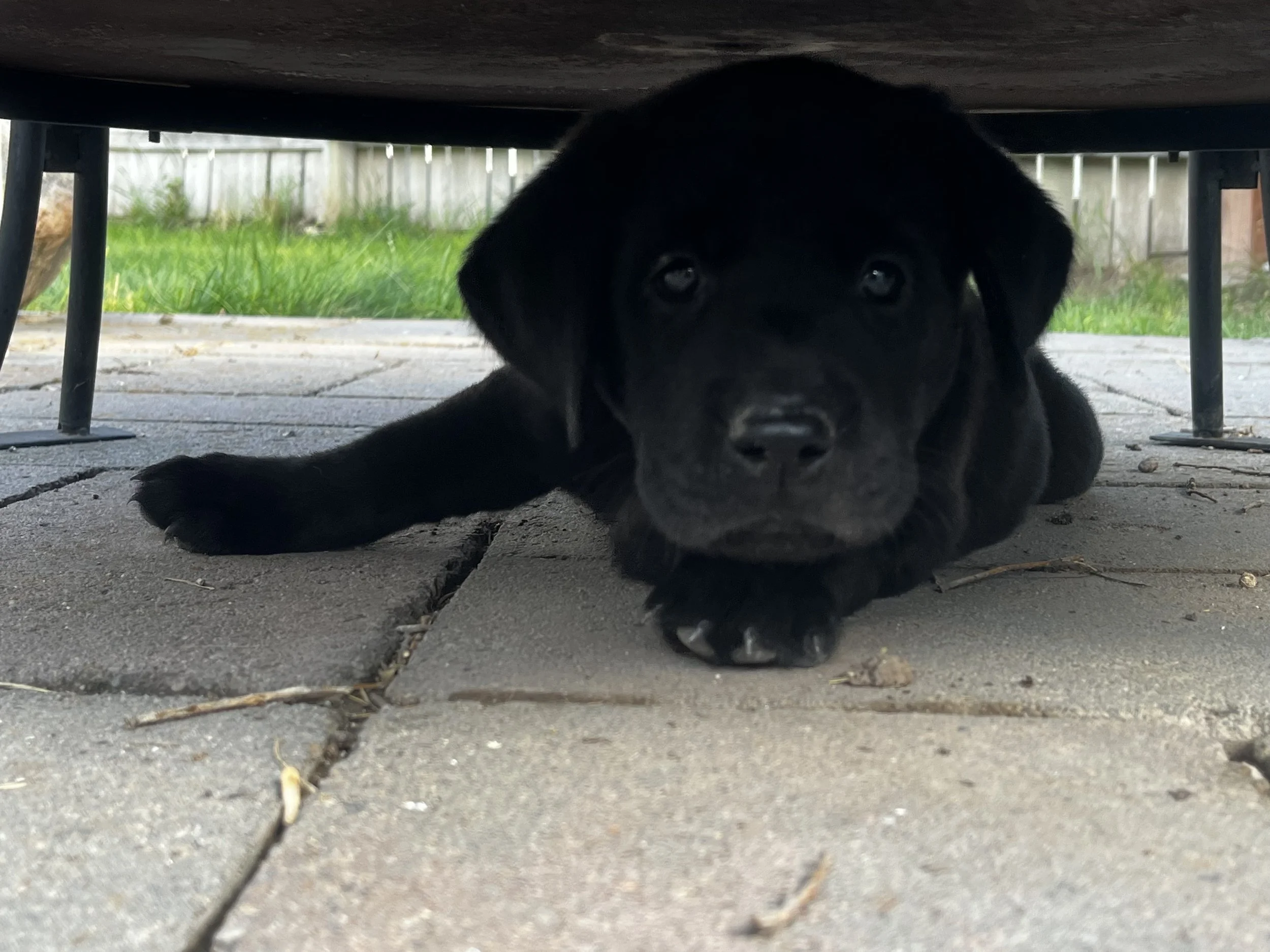 A black puppy lying under a piece of furniture outdoors on a paved surface with grass and a wooden fence in the background.