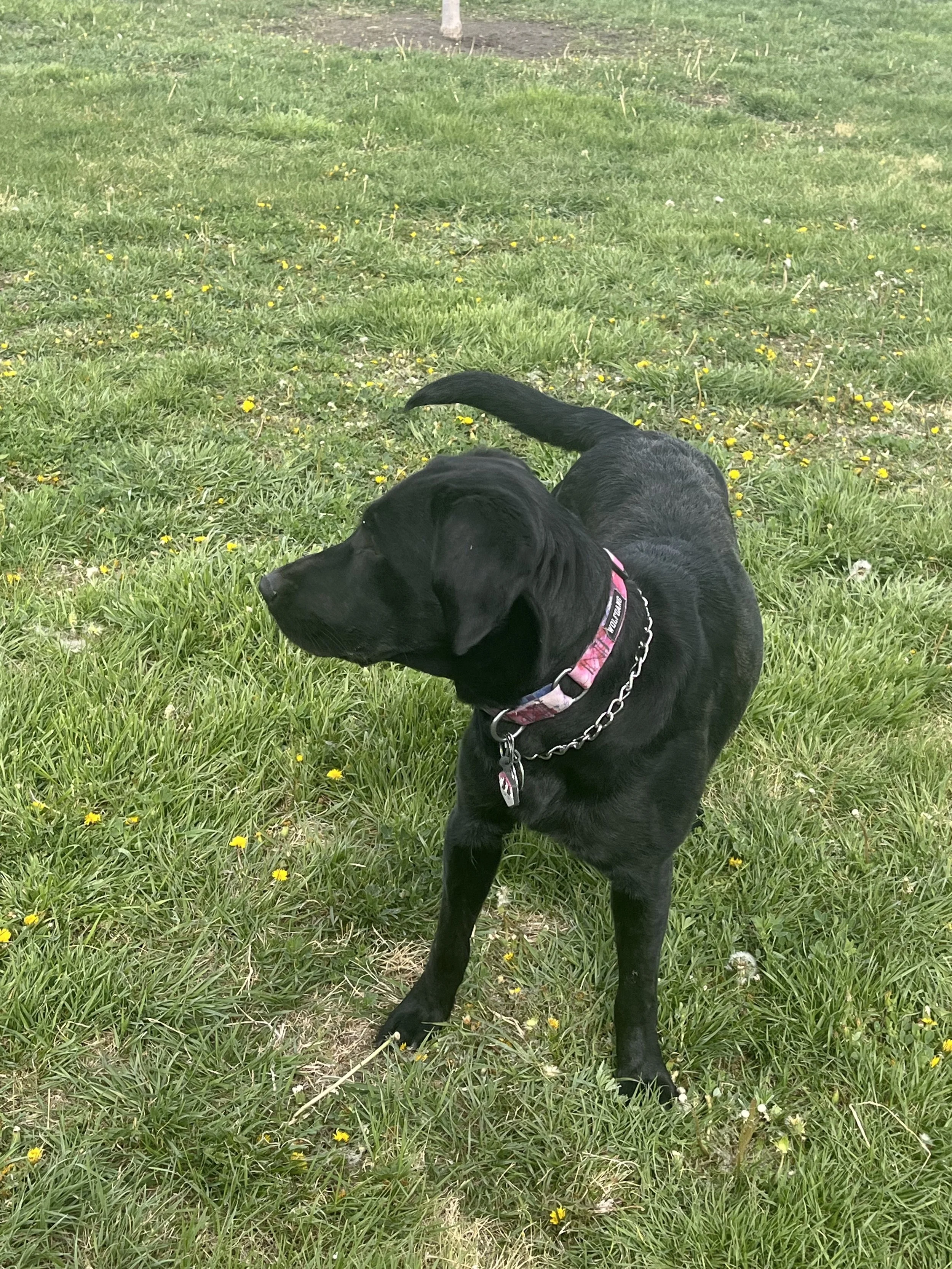 Black dog with pink collar sitting on green grass with yellow and white flowers, in a park or yard.