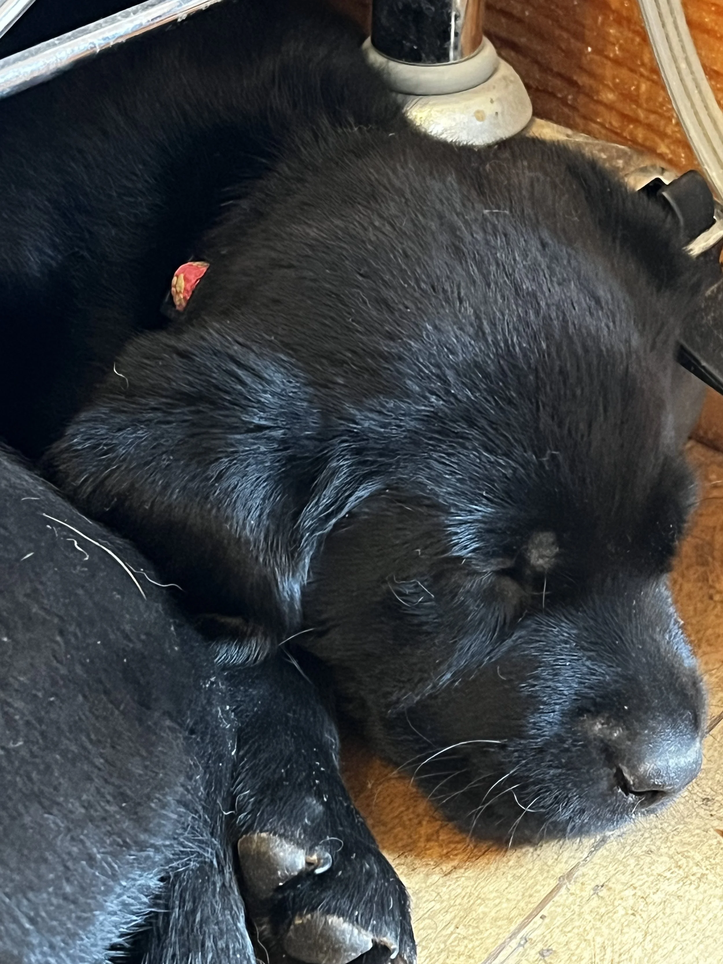 Close-up of a black dog lying on a wooden floor, showing part of its face and body, with a brass and black metal object nearby.