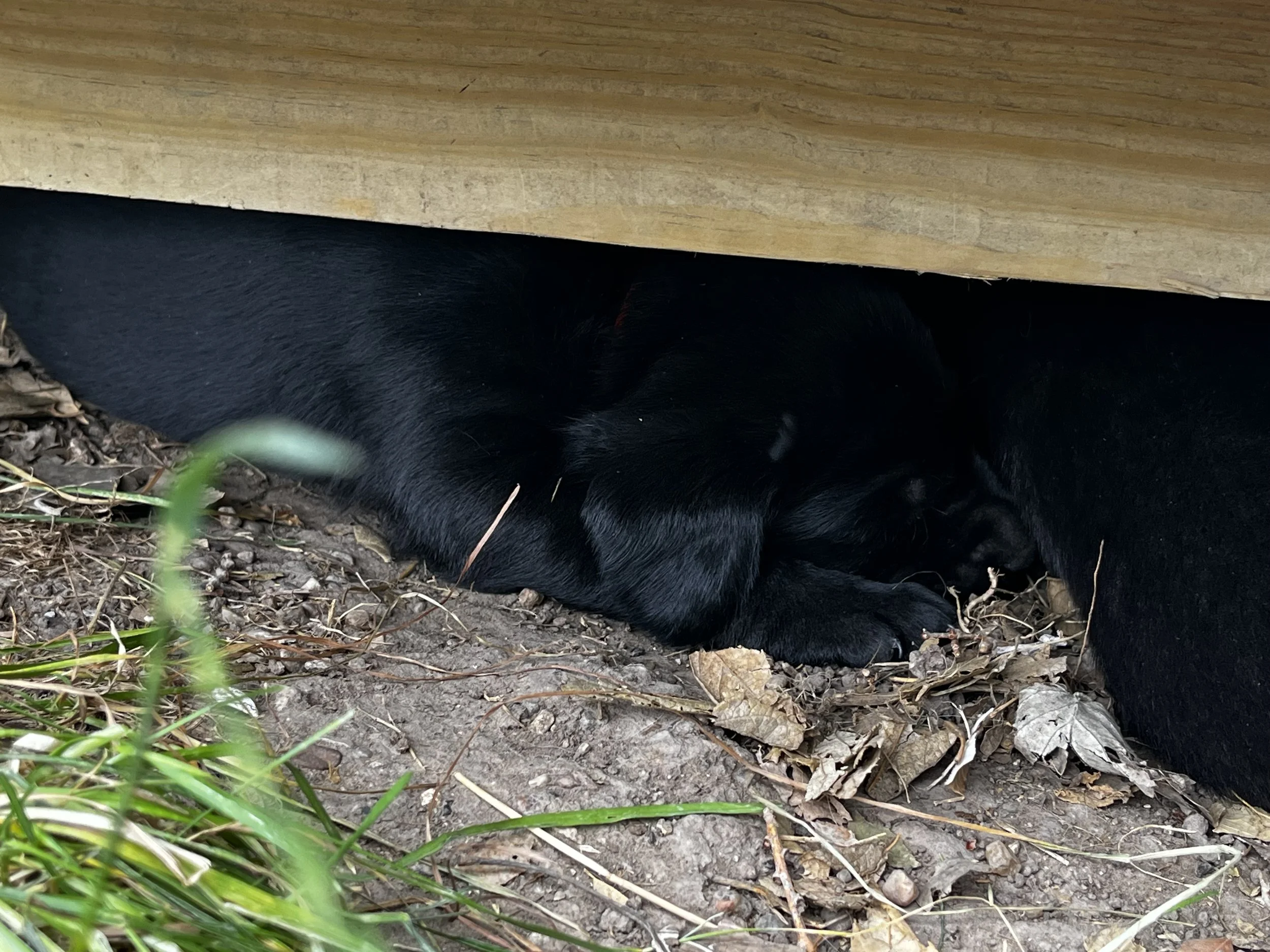 A black dog resting under a wooden structure with dirt, leaves, and grass around it.