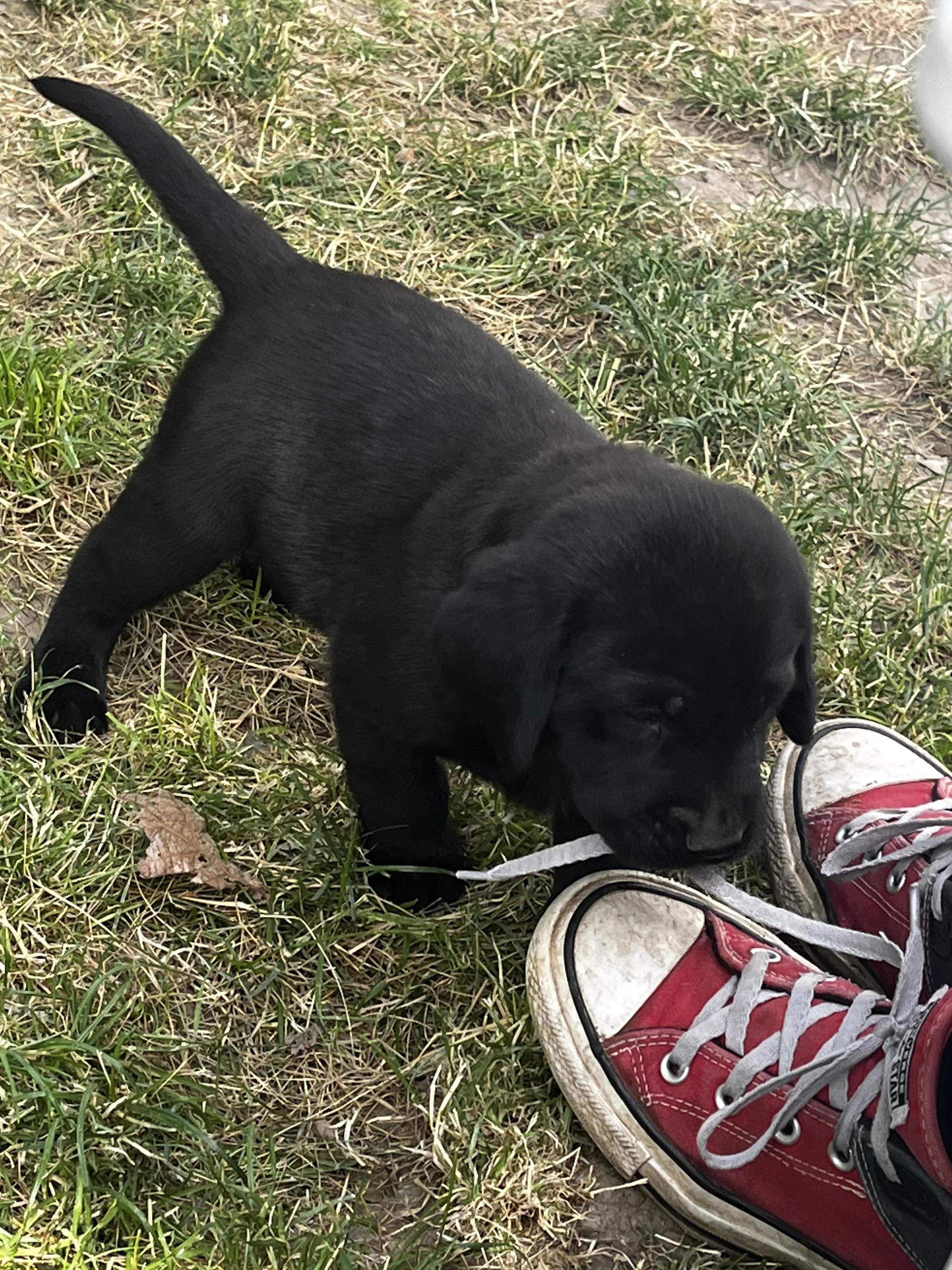 A black puppy sitting on grass, next to a pair of red and white sneakers.