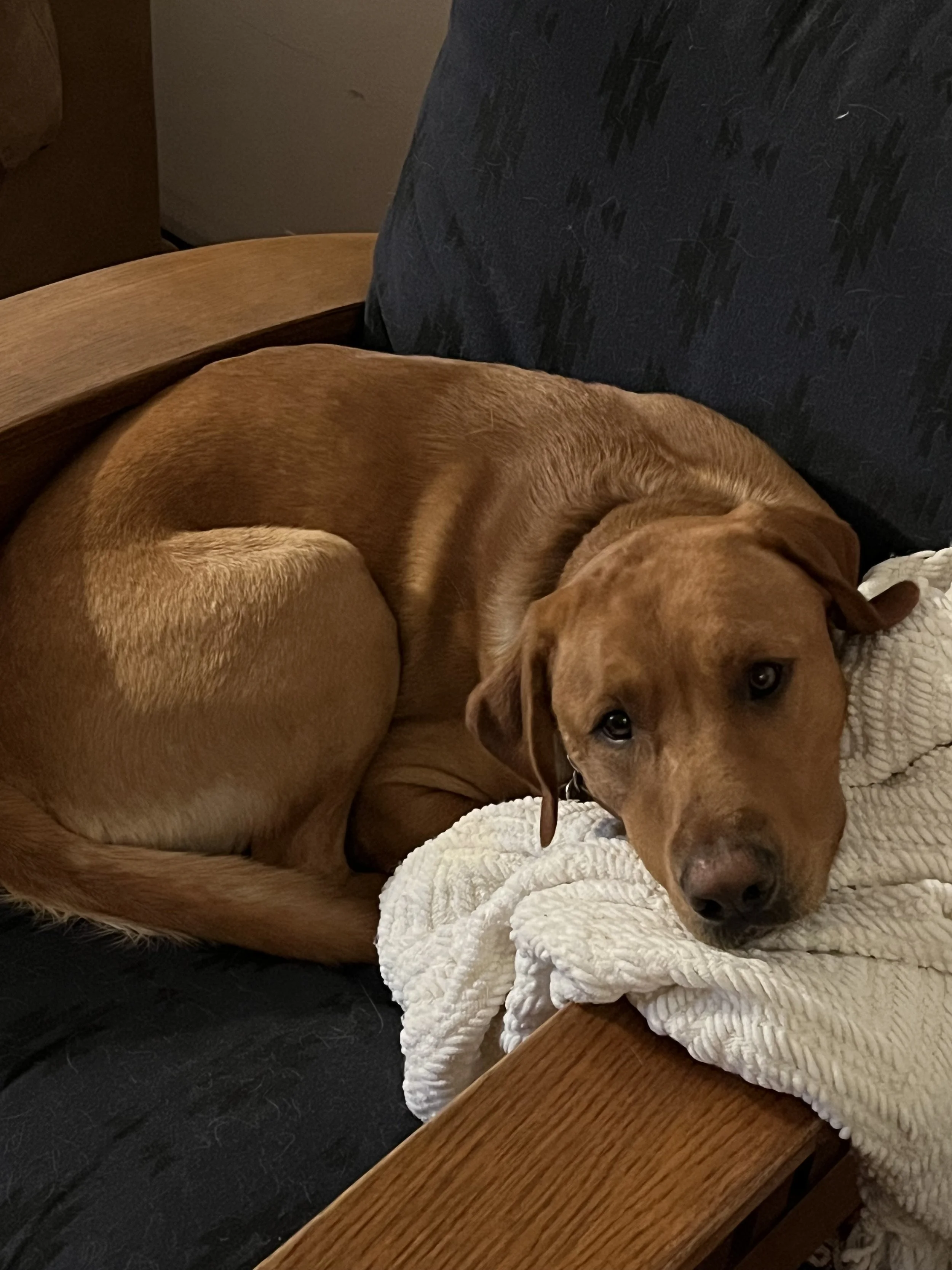A brown dog lying on a white textured blanket on a wooden bench with a dark armrest and a blue cushion behind it, resting its head on the blanket and looking at the camera.