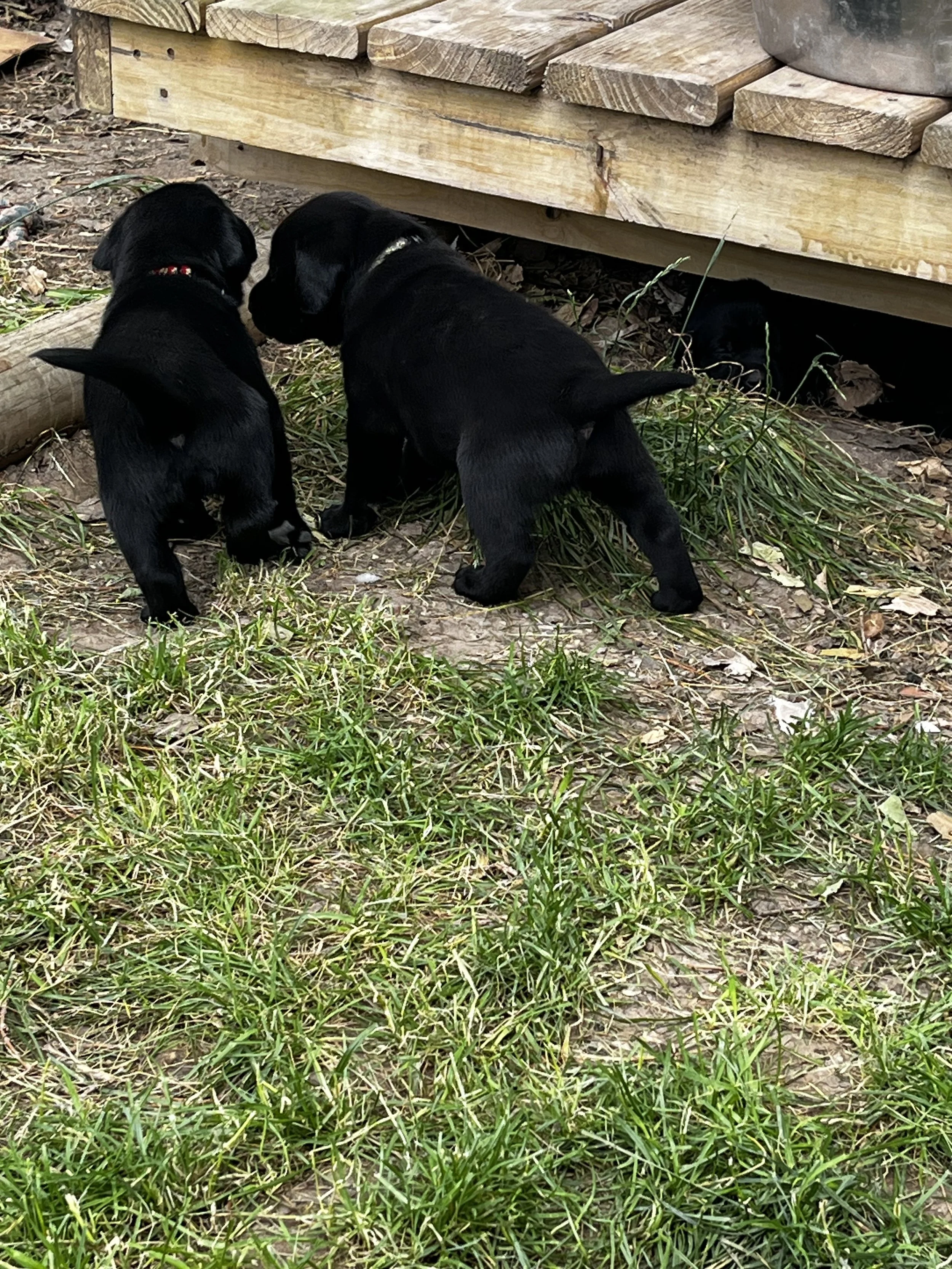 Two black puppies with shiny fur and red collars look under a wooden structure on a grassy ground, with one puppy peeking out from a hole.