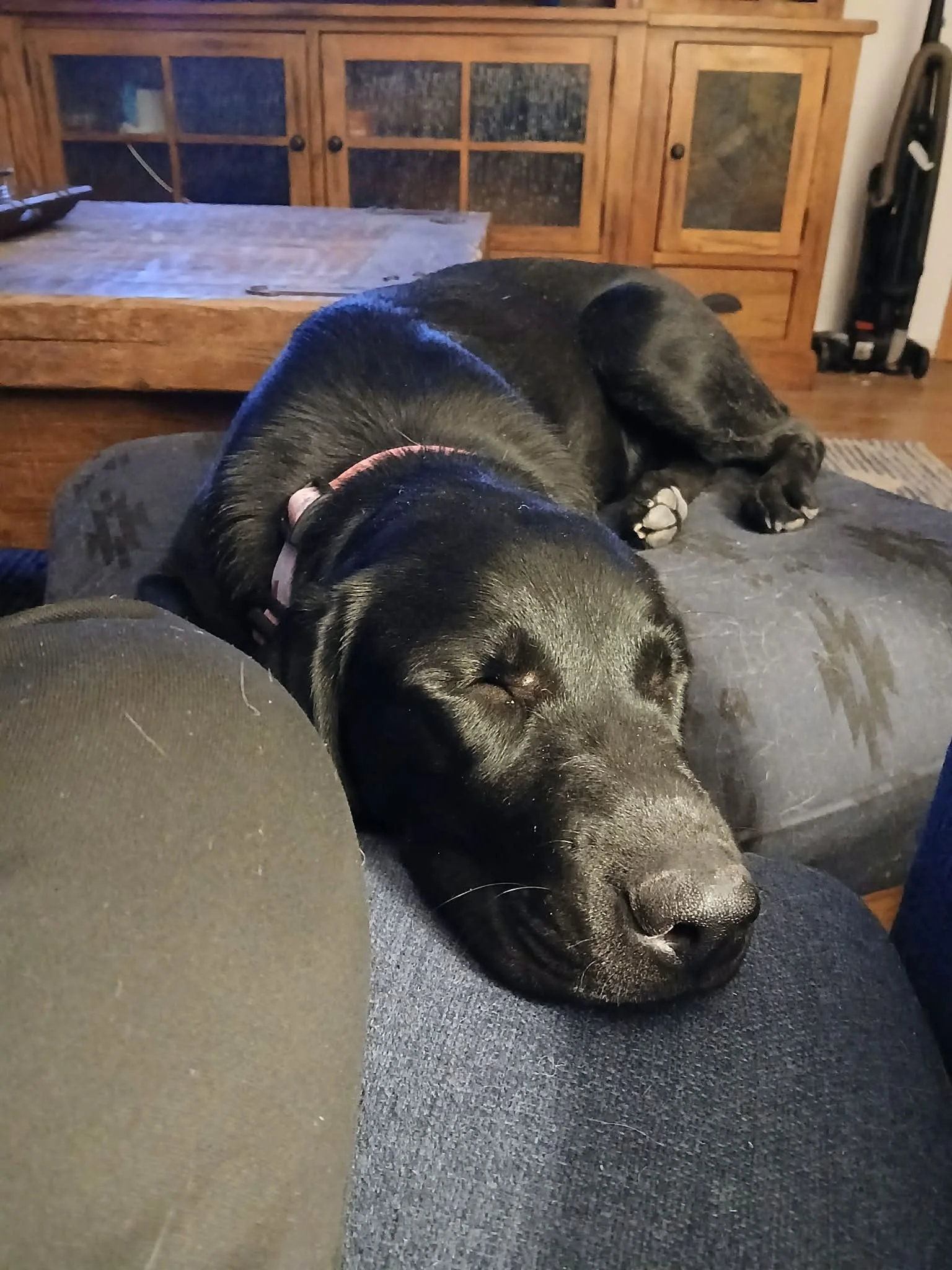 A black dog is lying on a gray blanket with closed eyes, resting on a couch with a wooden cabinet and a crutch nearby in the background.