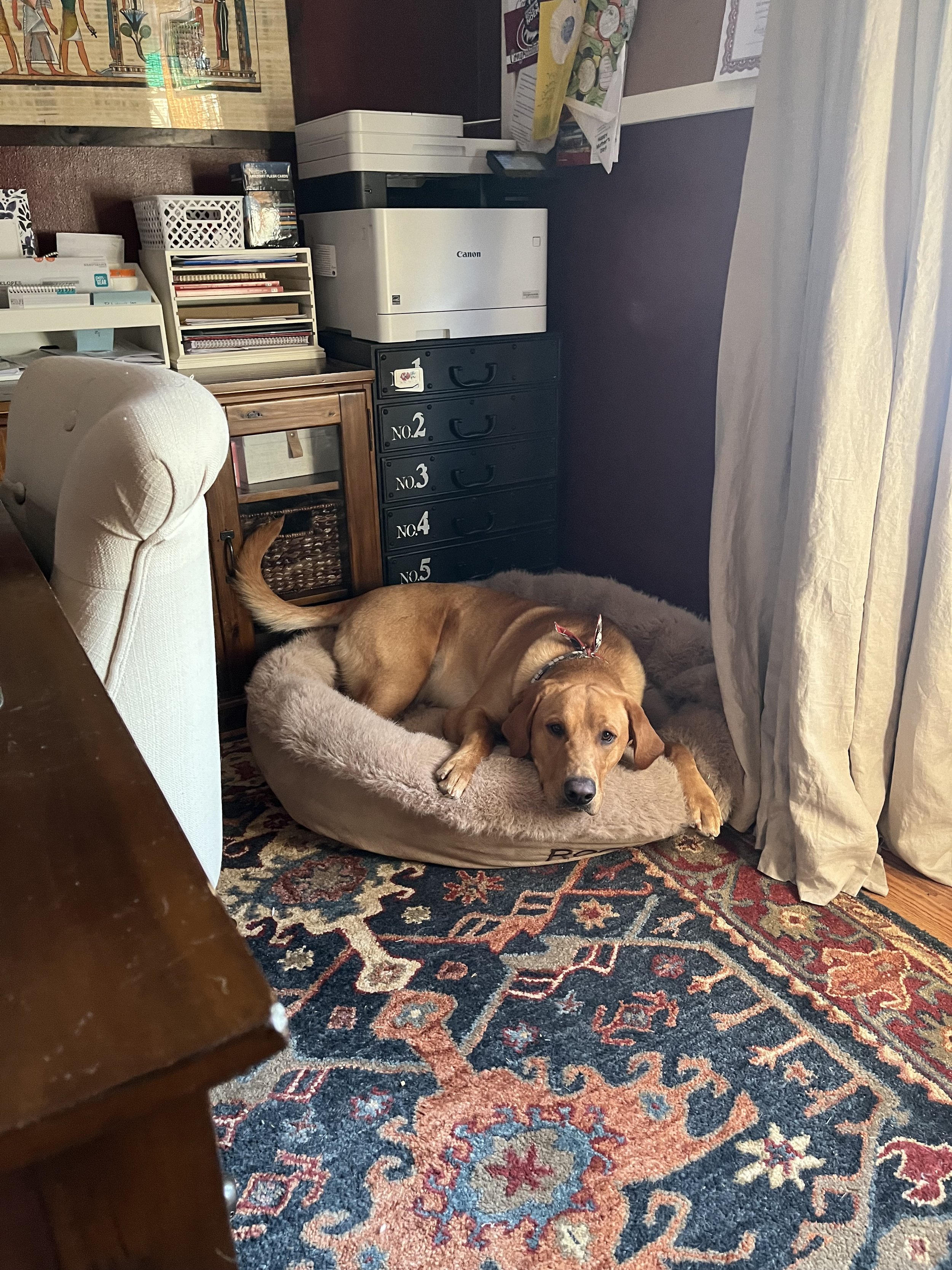 A dog lying in a round dog bed in a room with a patterned rug, a wooden cabinet, a black drawer unit with numbered drawers, a printer on top, and a cluttered desk with papers and books. There are curtains draped on the right side of the image.