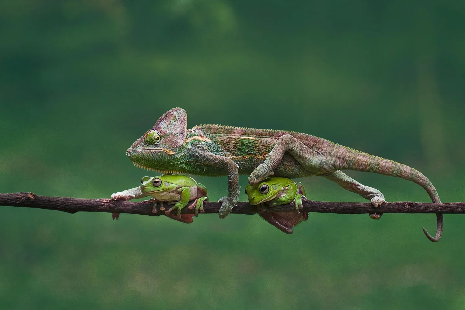 Discover_Madagascar_dmX8.jpg.webp