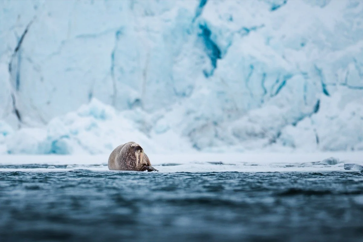 dmX_Arctic4.jpg