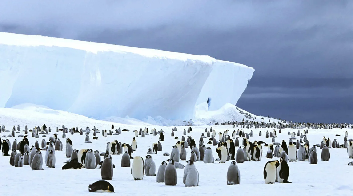 dmX_The Complete Antarctica_Antarctica Expedition49.webp