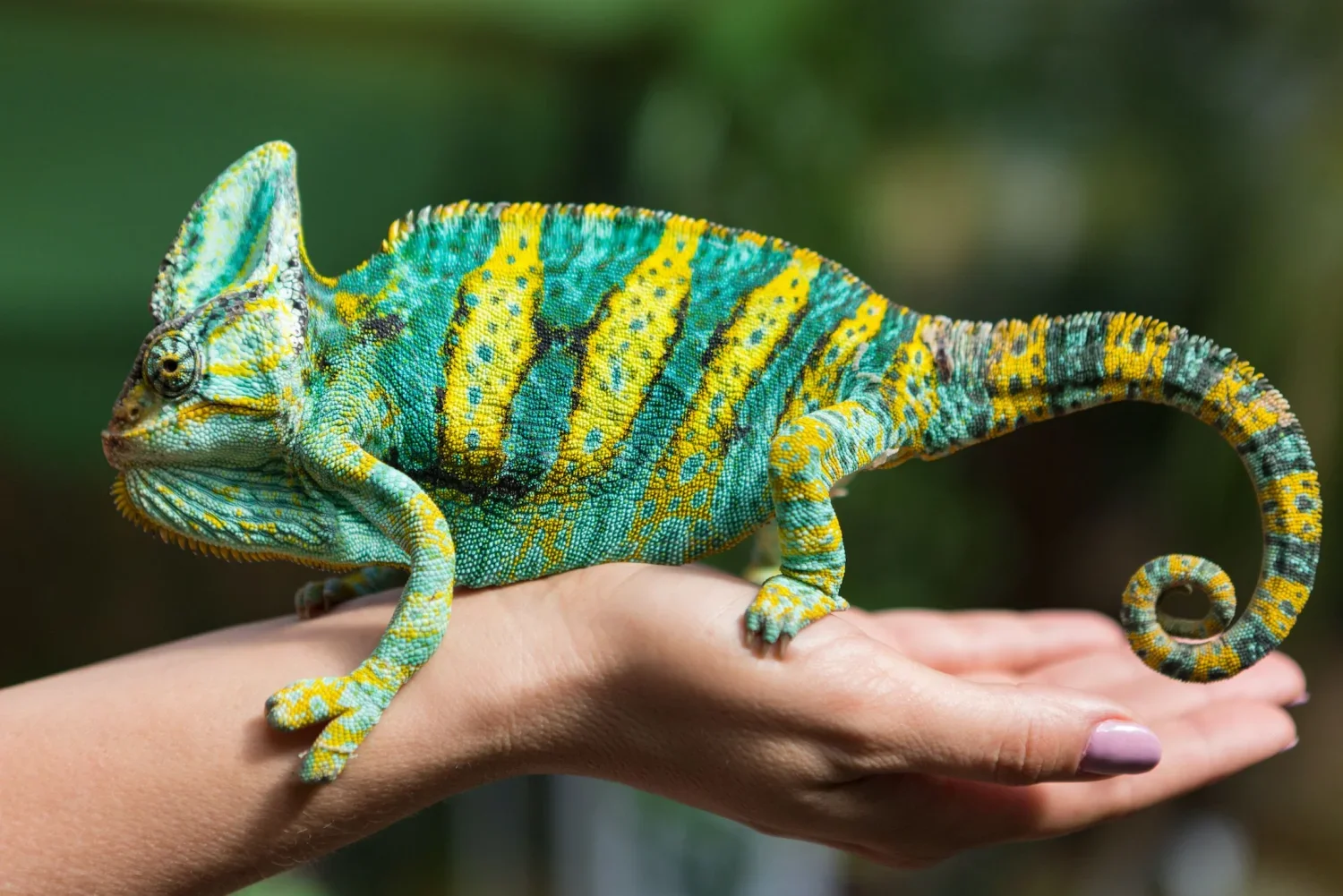 Discover_Madagascar_dmX1.jpg.webp