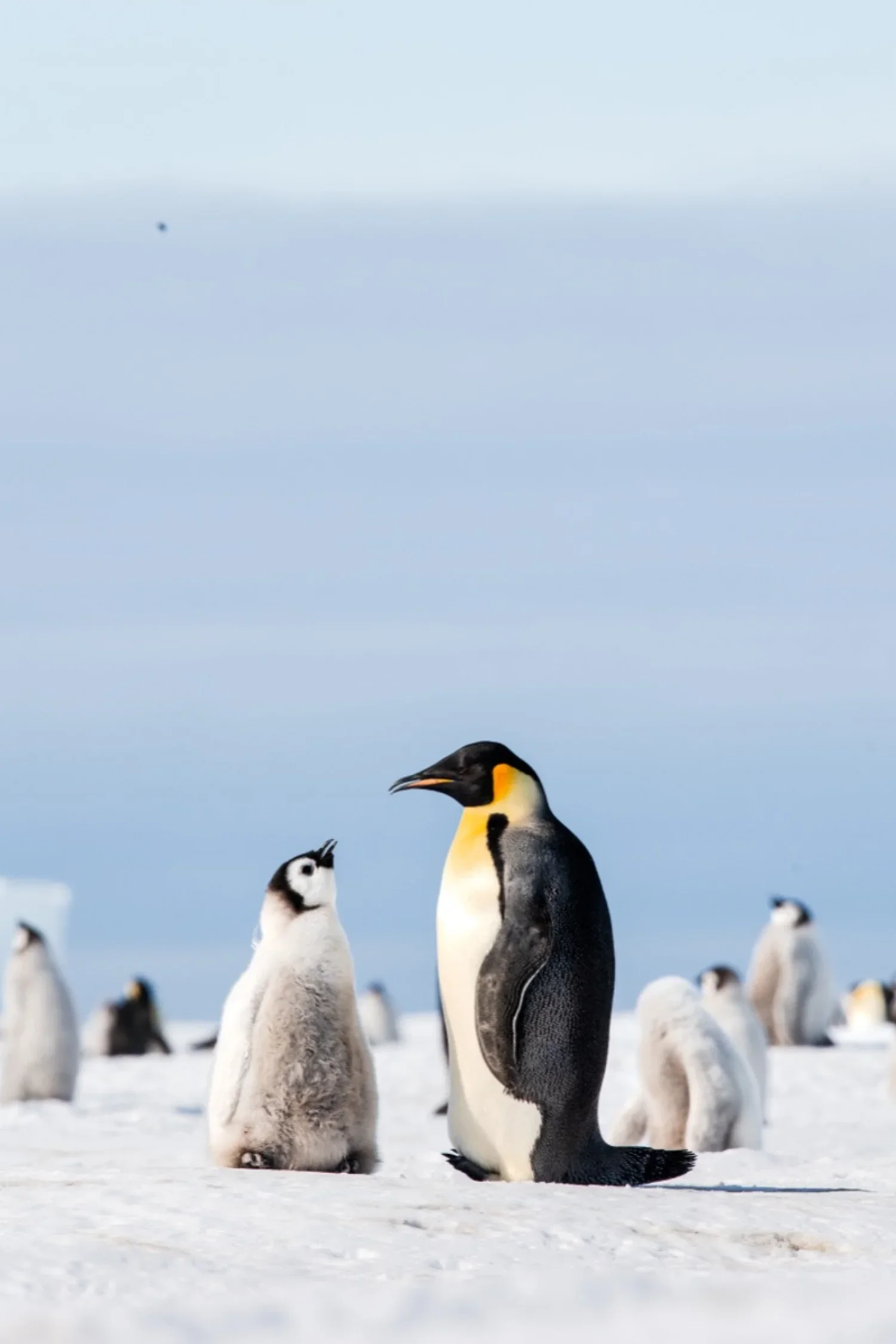 dmX_Antarctica9.webp