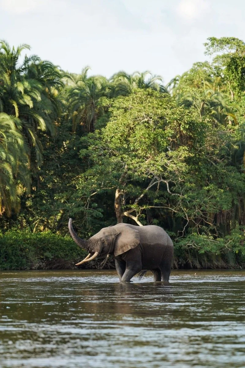 dmX_Congo12.jpeg