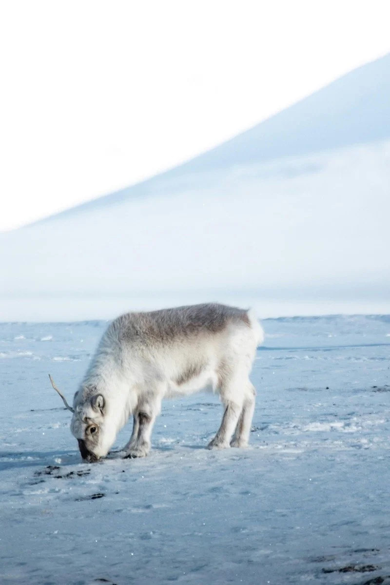 dmX_Arctic10.jpg