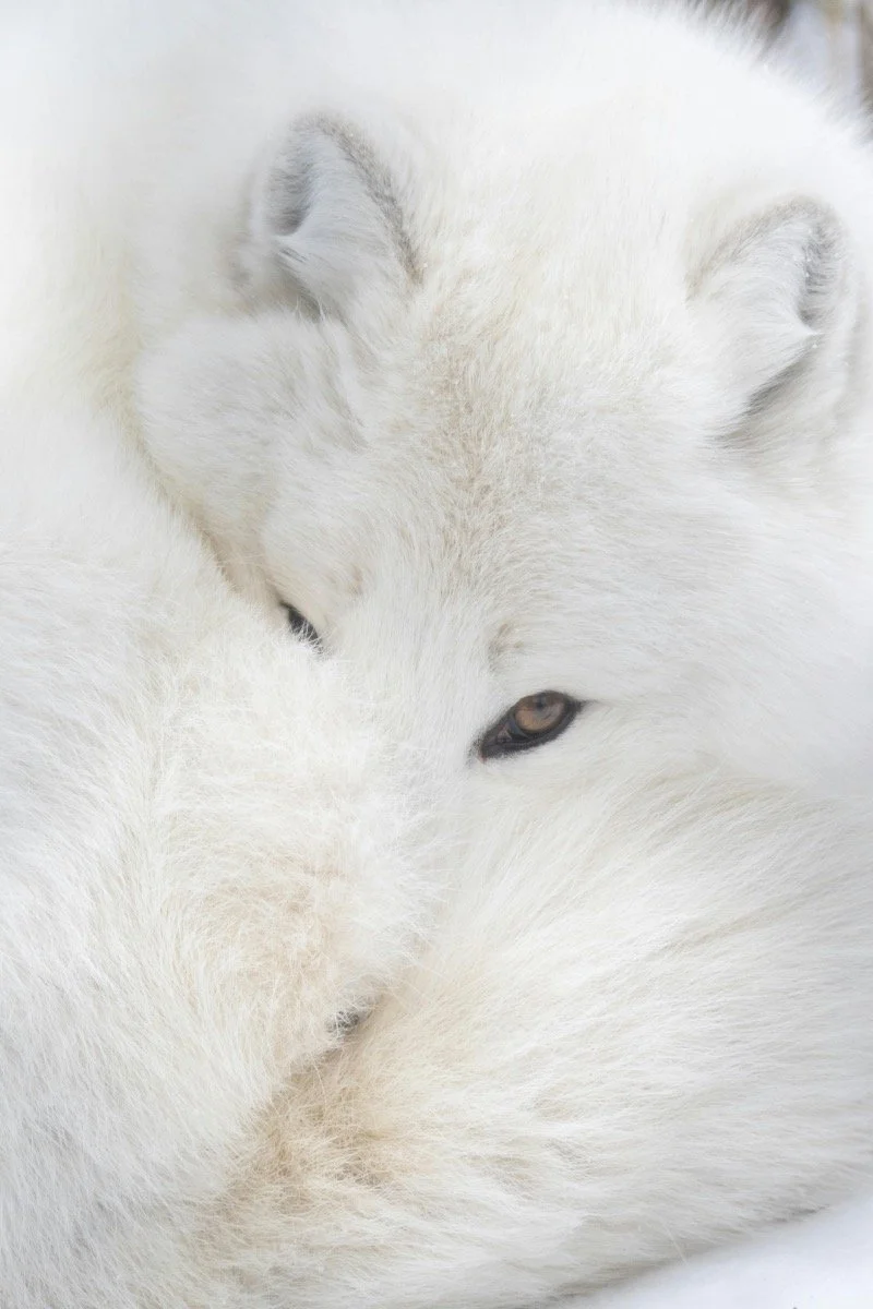 dmX_Arctic7.jpg