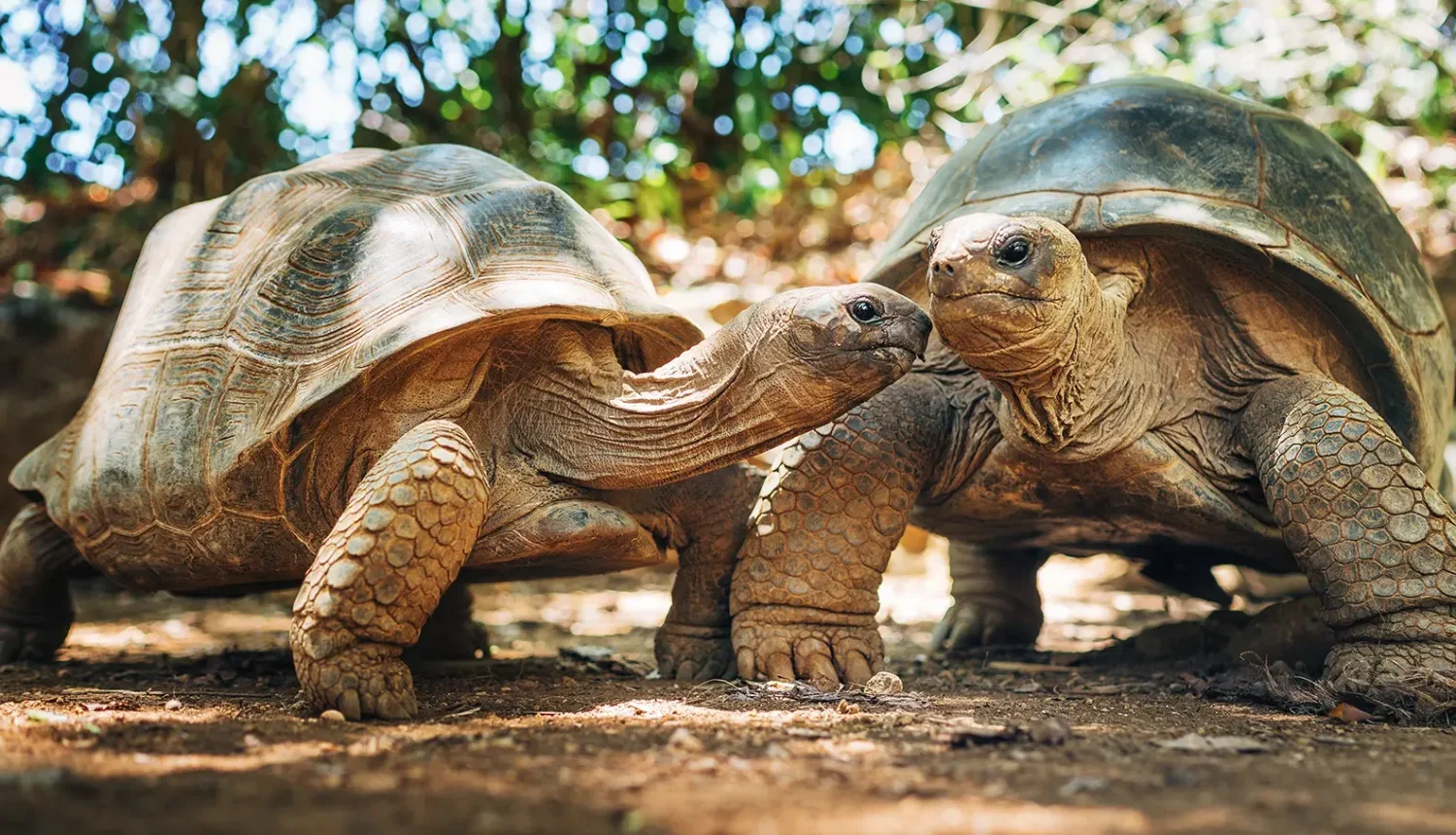 dmX_Seychelles4.png.webp