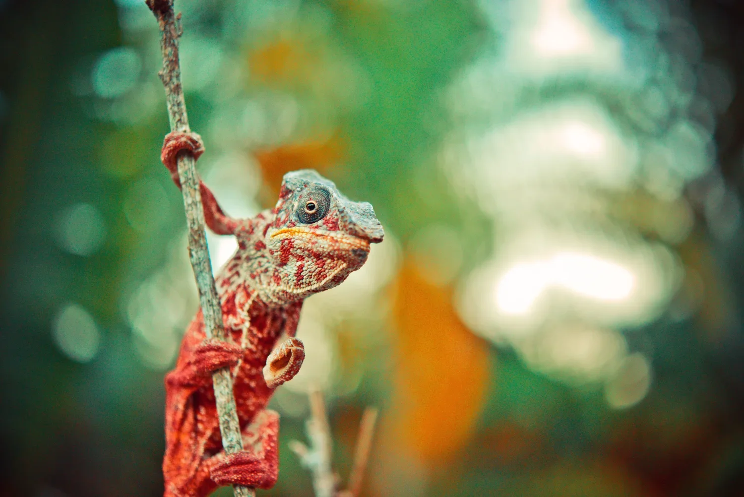 Discover_Madagascar_dmX17.jpg.webp