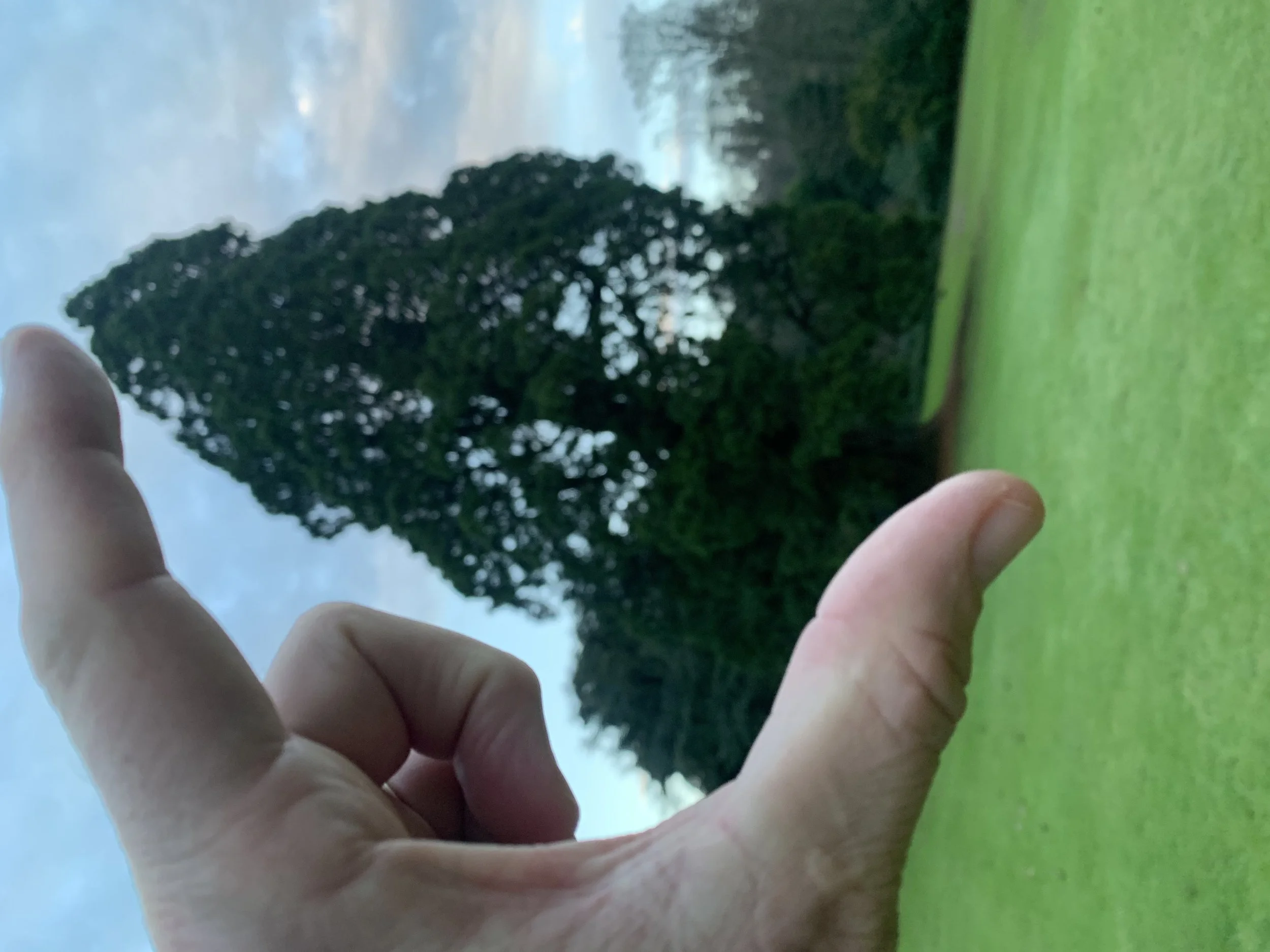 Hand holding a small evergreen tree outside against a cloudy sky.