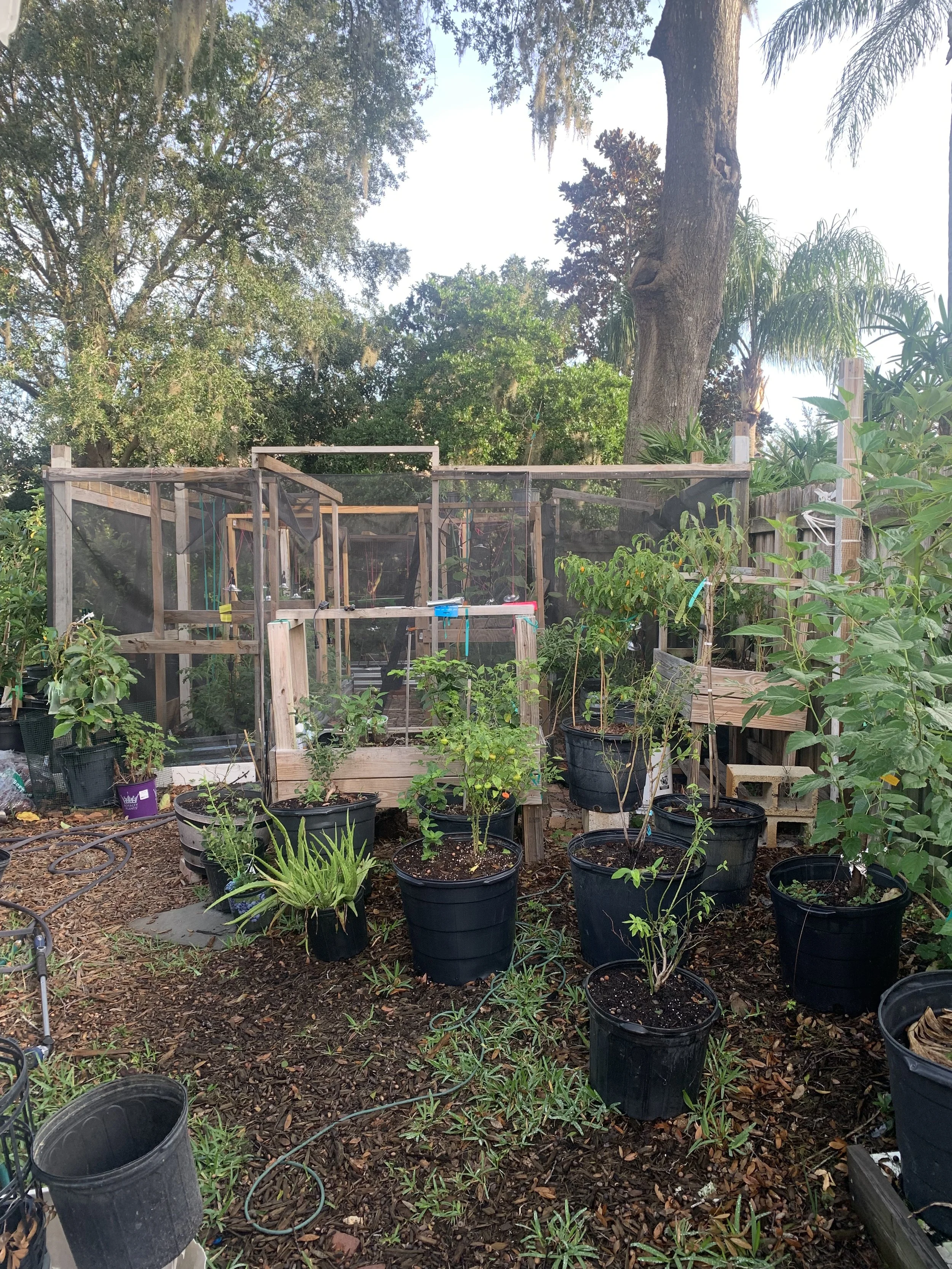 A backyard garden with young plants in black pots, a small greenhouse, and tall trees with lush greenery in the background.