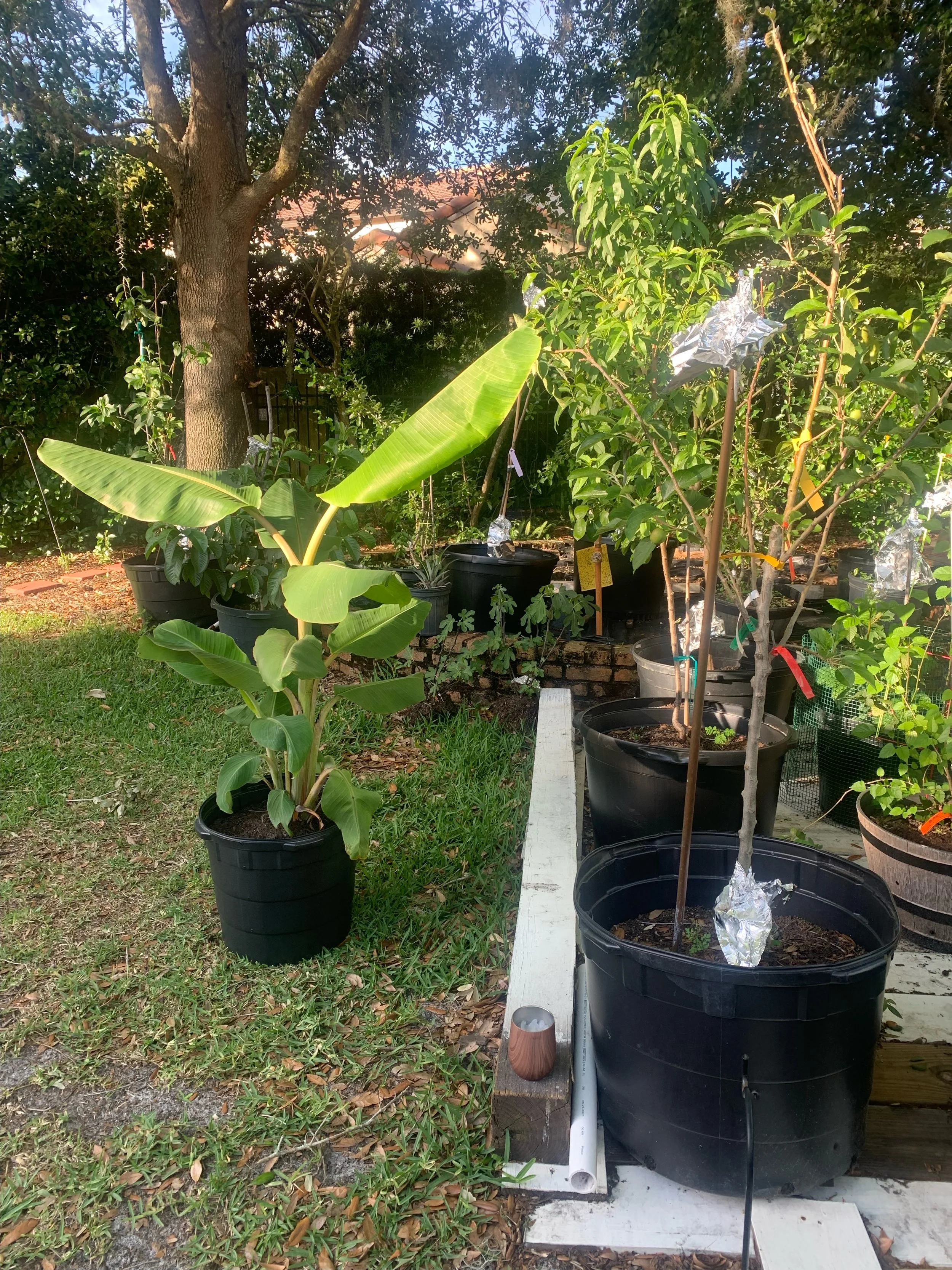 Various potted plants and young trees in an outdoor garden with a large tree and a house roof in the background.