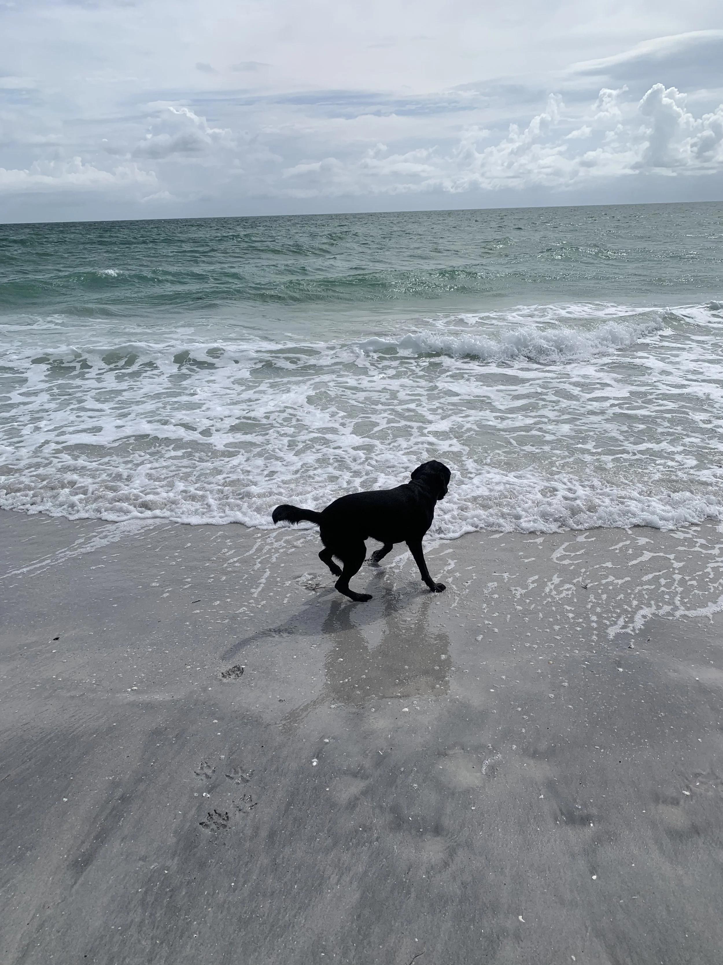 A black dog walking along the shoreline at the beach as waves wash onto the sand with cloudy sky overhead.
