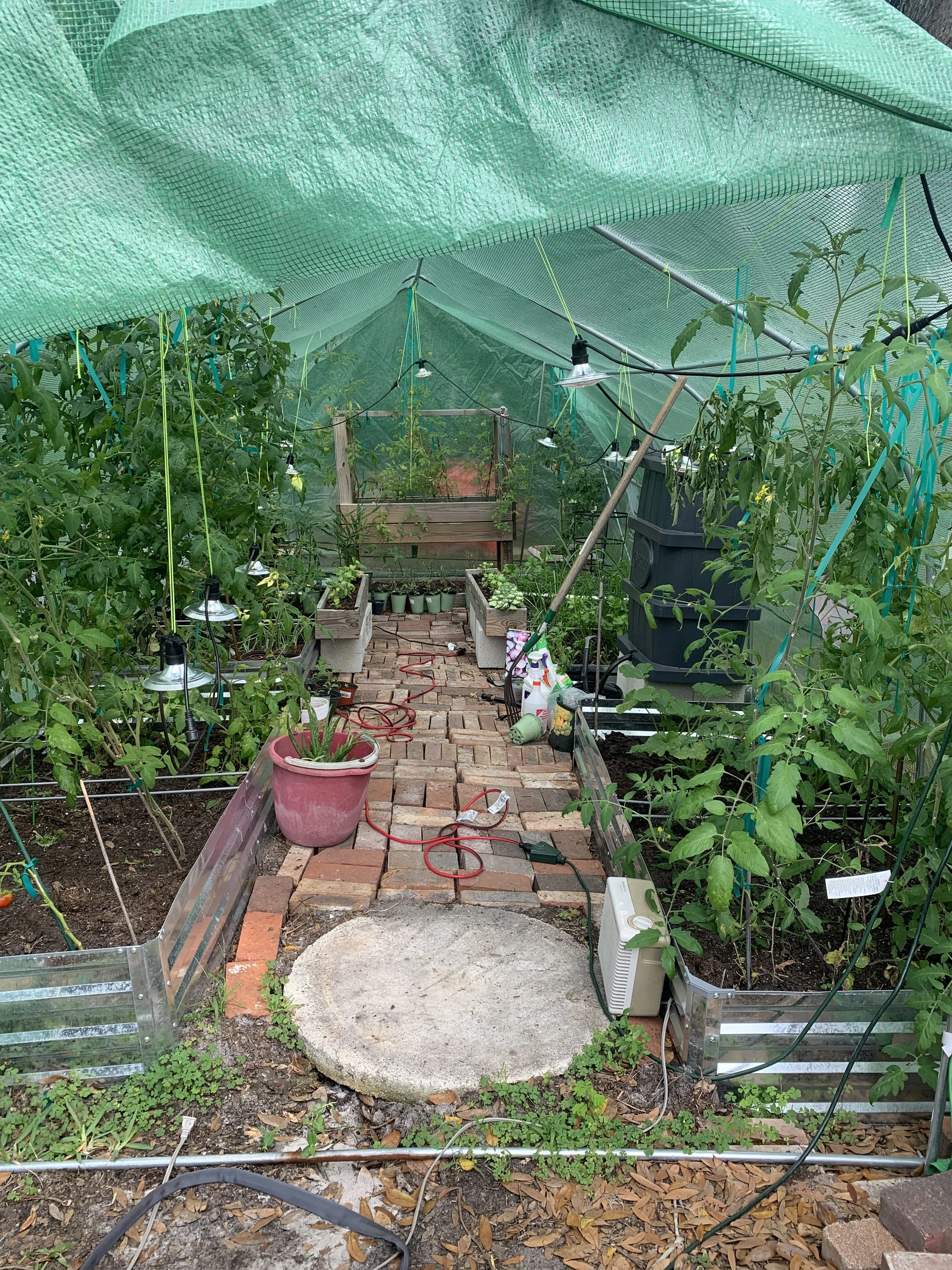 Inside a greenhouse with tomato plants growing on vertical supports, LED grow lights hanging from the roof, potted plants, gardening supplies, and a brick pathway.