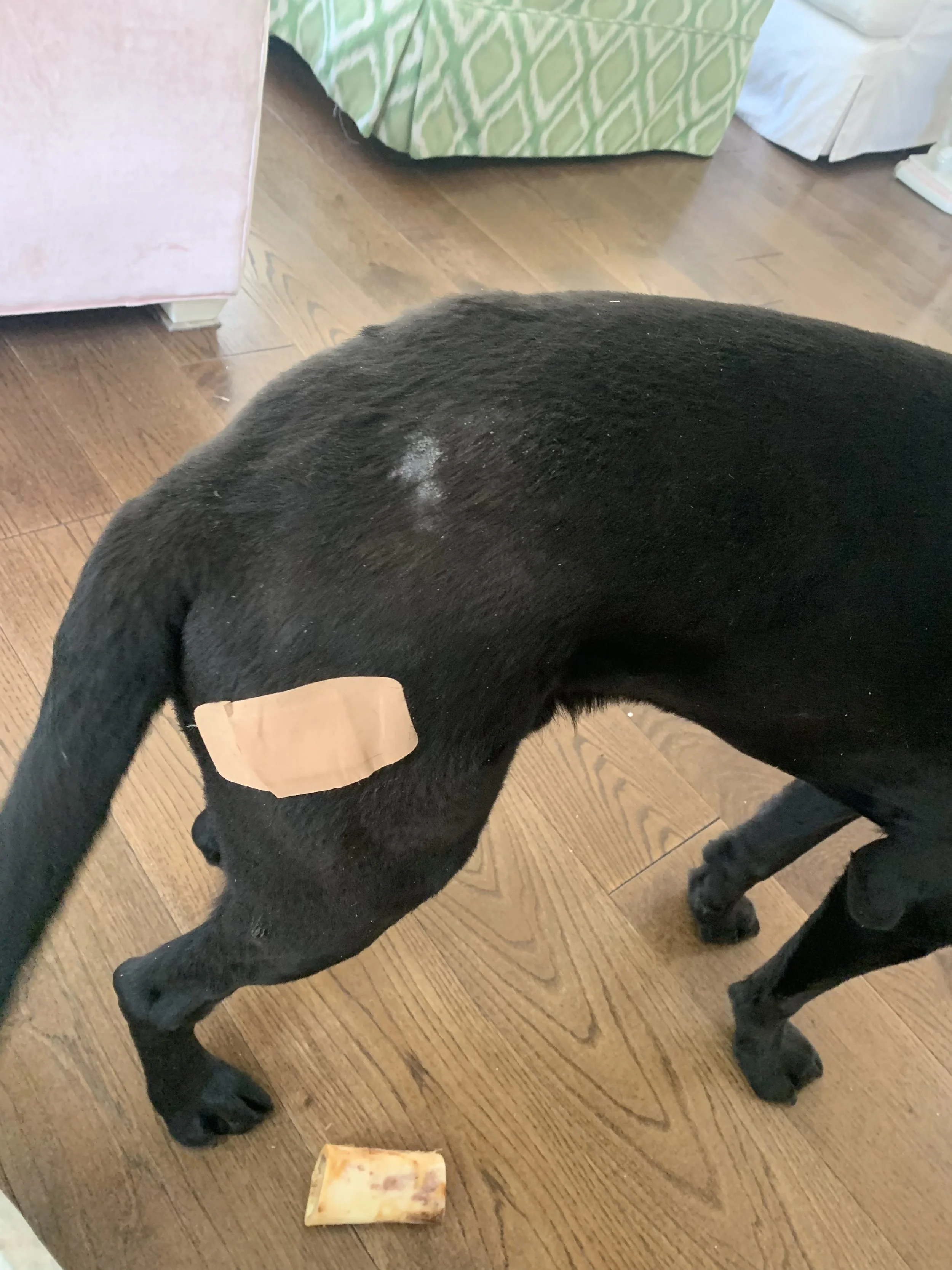 Black dog with a bandage on its side standing on a wooden floor near a piece of cheese and furniture with patterned fabric