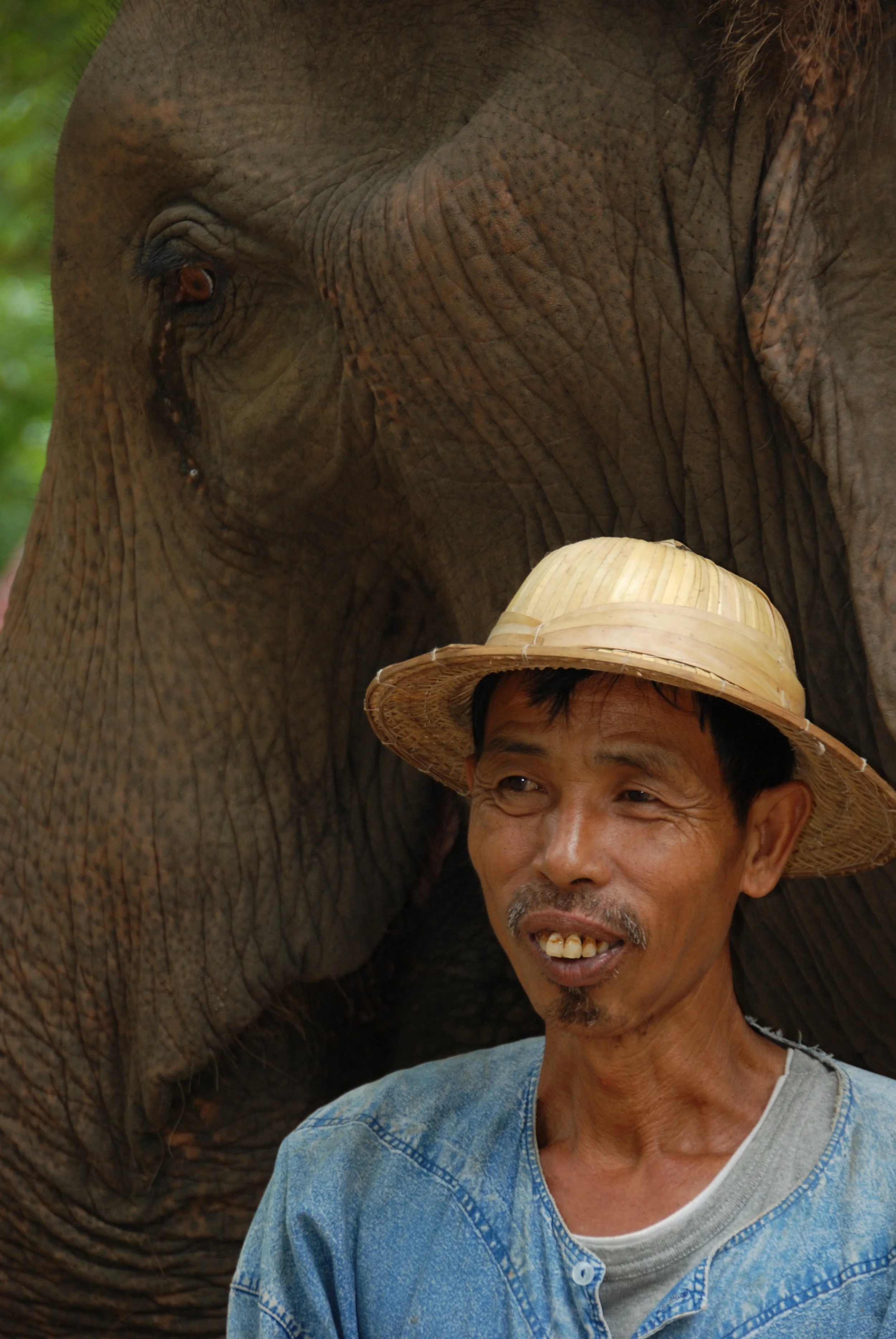 Thai Elephant Orchestra, Elephant and Mahout