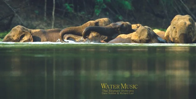 Thai Elephant Orchestra Bathing