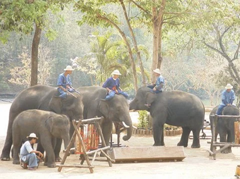 Thai Elephant Orchestra, Ensemble