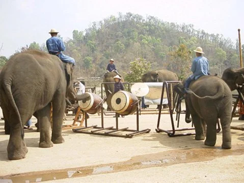 Thai Elephant Orchestra, Drums