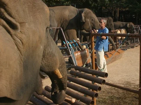 Thai Elephant Orchestra, Percussion