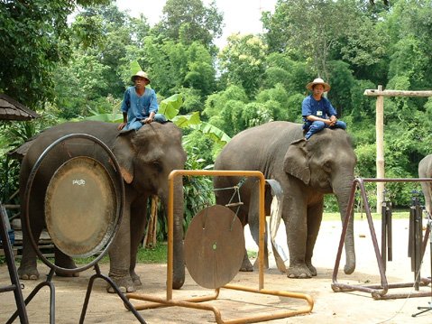 Thai Elephant Orchestra, Gongs