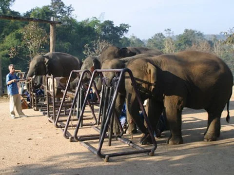 Thai Elephant Orchestra, Ensemble Percussion
