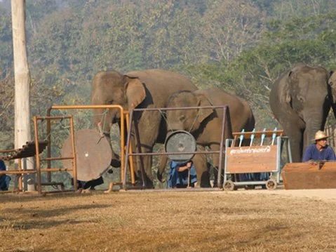Thai Elephant Orchestra, Percussion Setup