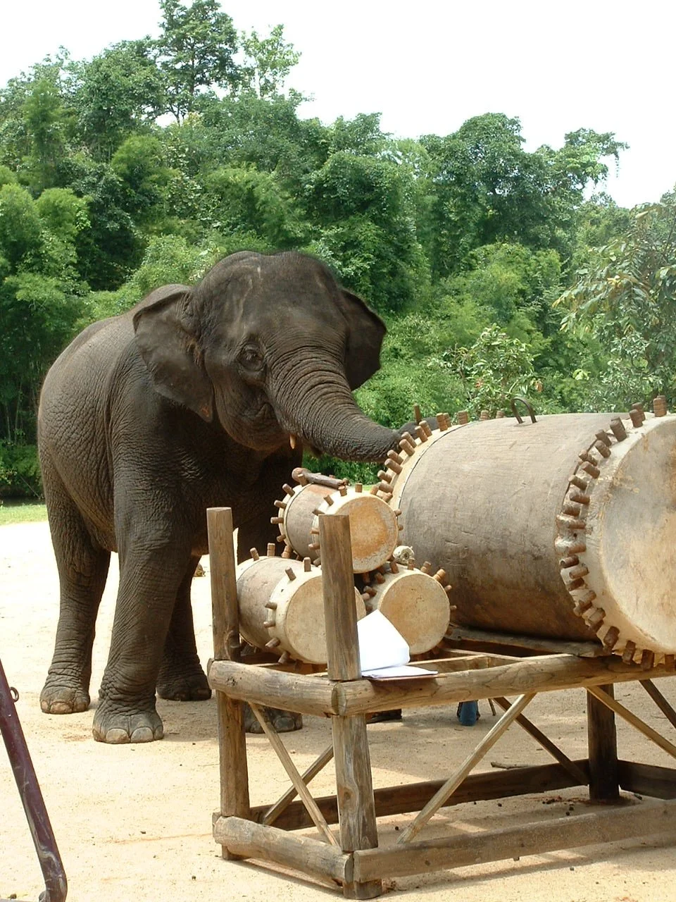 Thai Elephant Orchestra, Elephant Drummer