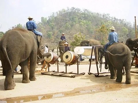 Elephants with their mahouts gathered around drums during a Thai Elephant Orchestra performance.