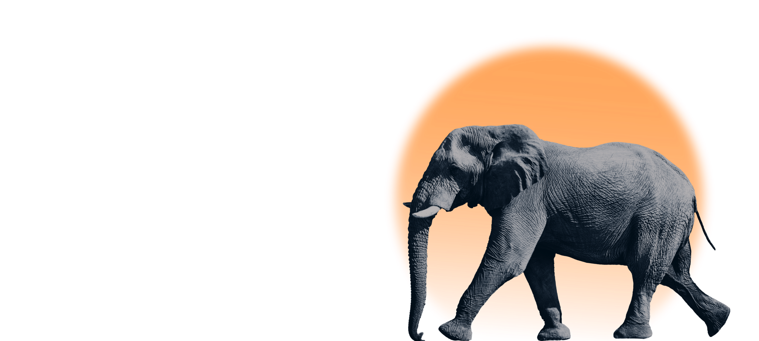 Elephant walking against a bright orange background.