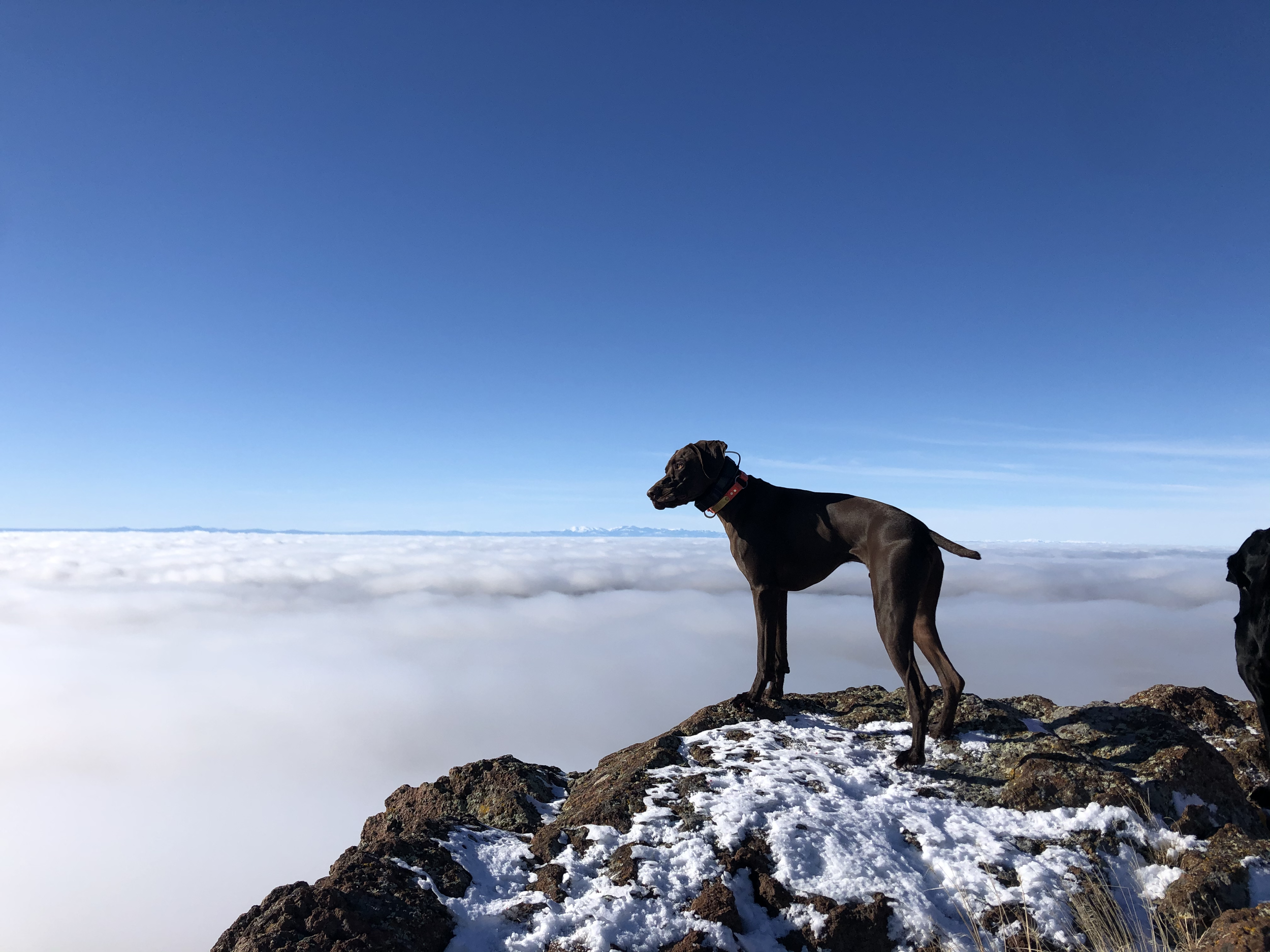 Dog standing on snow-covered rocks on a mountain, overlooking a sea of clouds with a clear blue sky above.