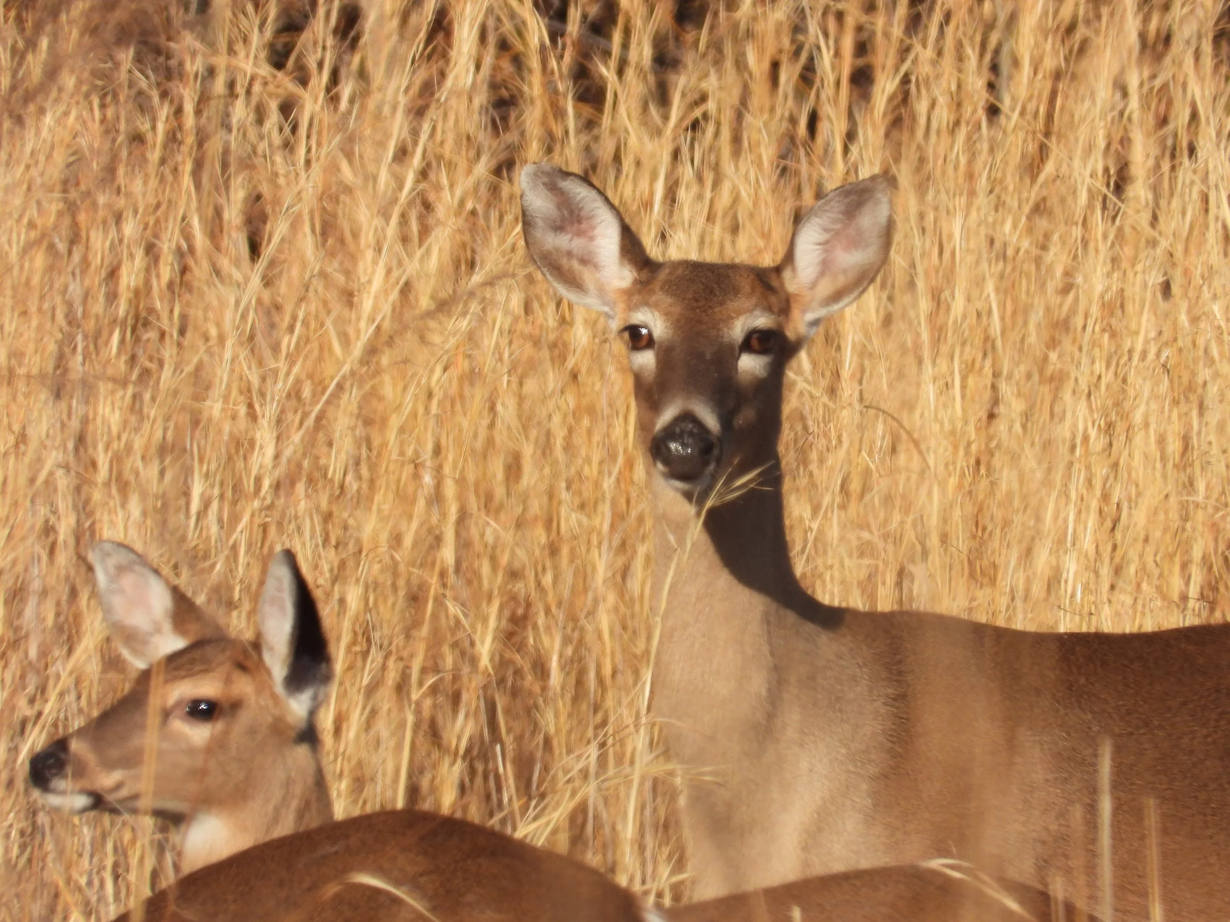 A young whitetail deer standing in tall, golden grass, at Carvers Creek State Park.