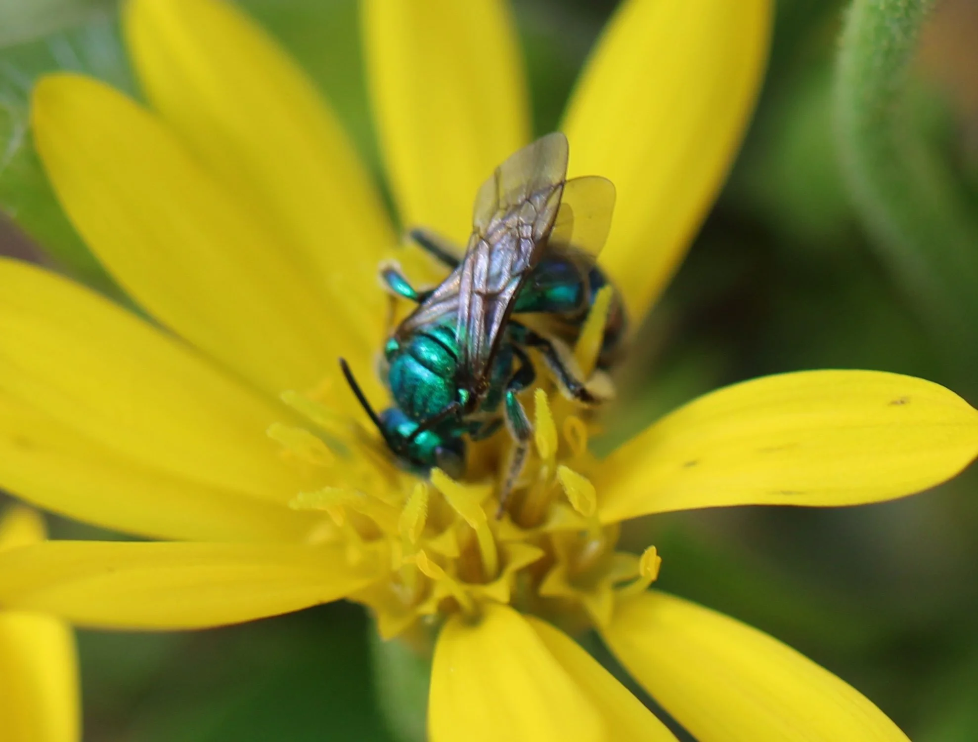 A close-up of a bright yellow flower of goldenrod with a metallic green bee collecting nectar from the center.