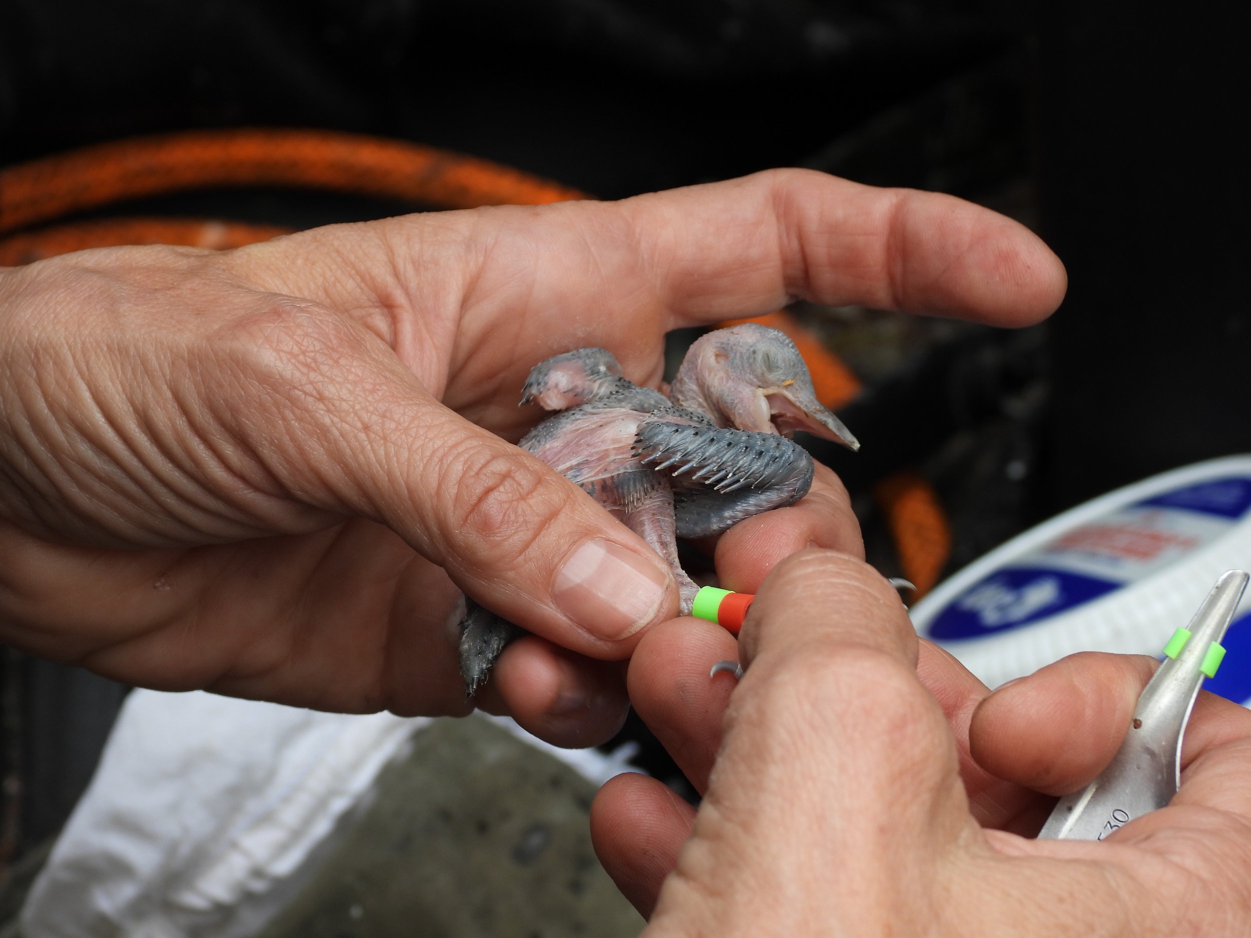 Close-up of a person's hands holding an 8-day old red cockaded woodpecker, during a banding.