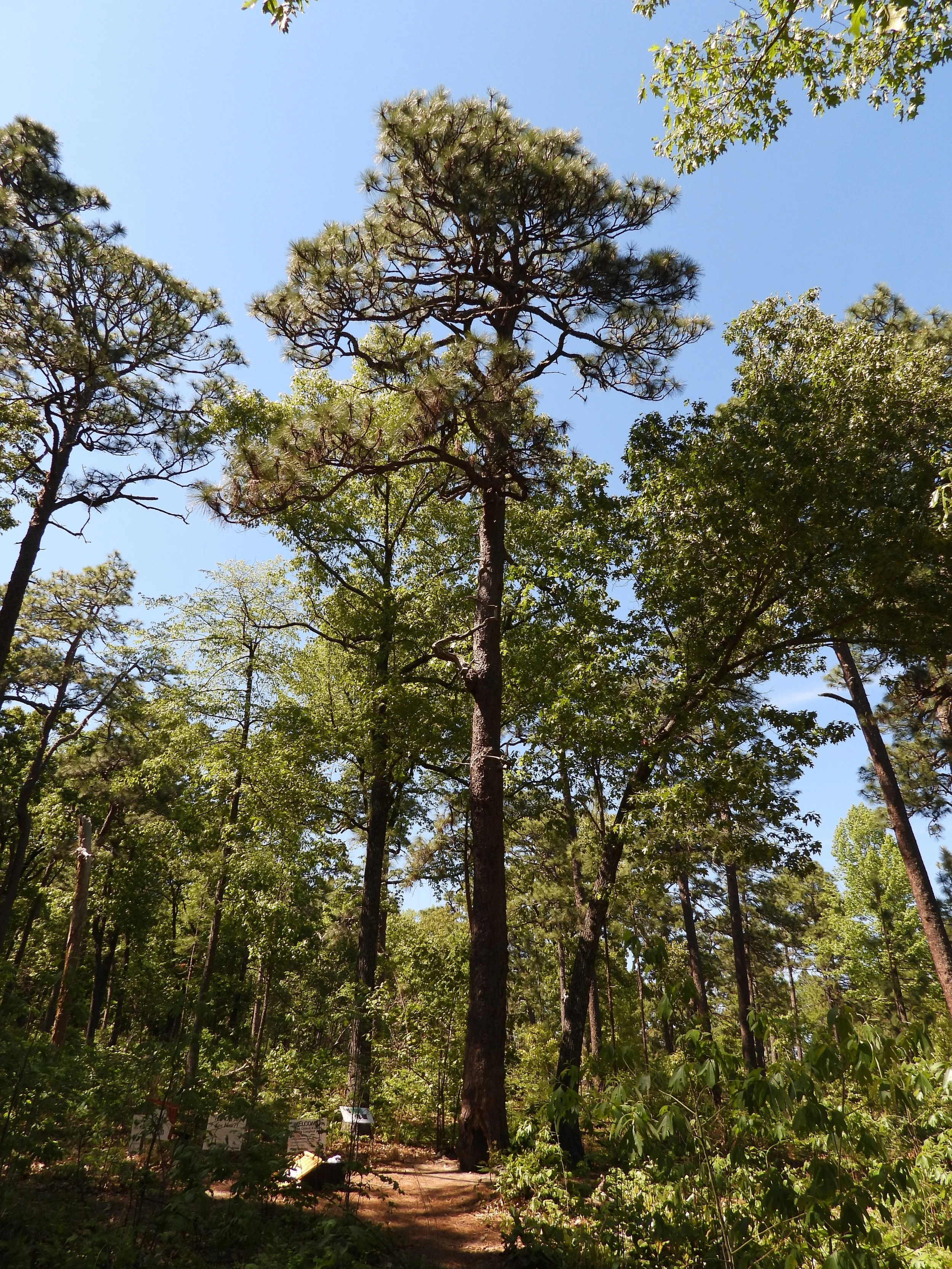 The oldest longleaf pine at Weymouth Woods State Park and a clear blue sky in a forested area.