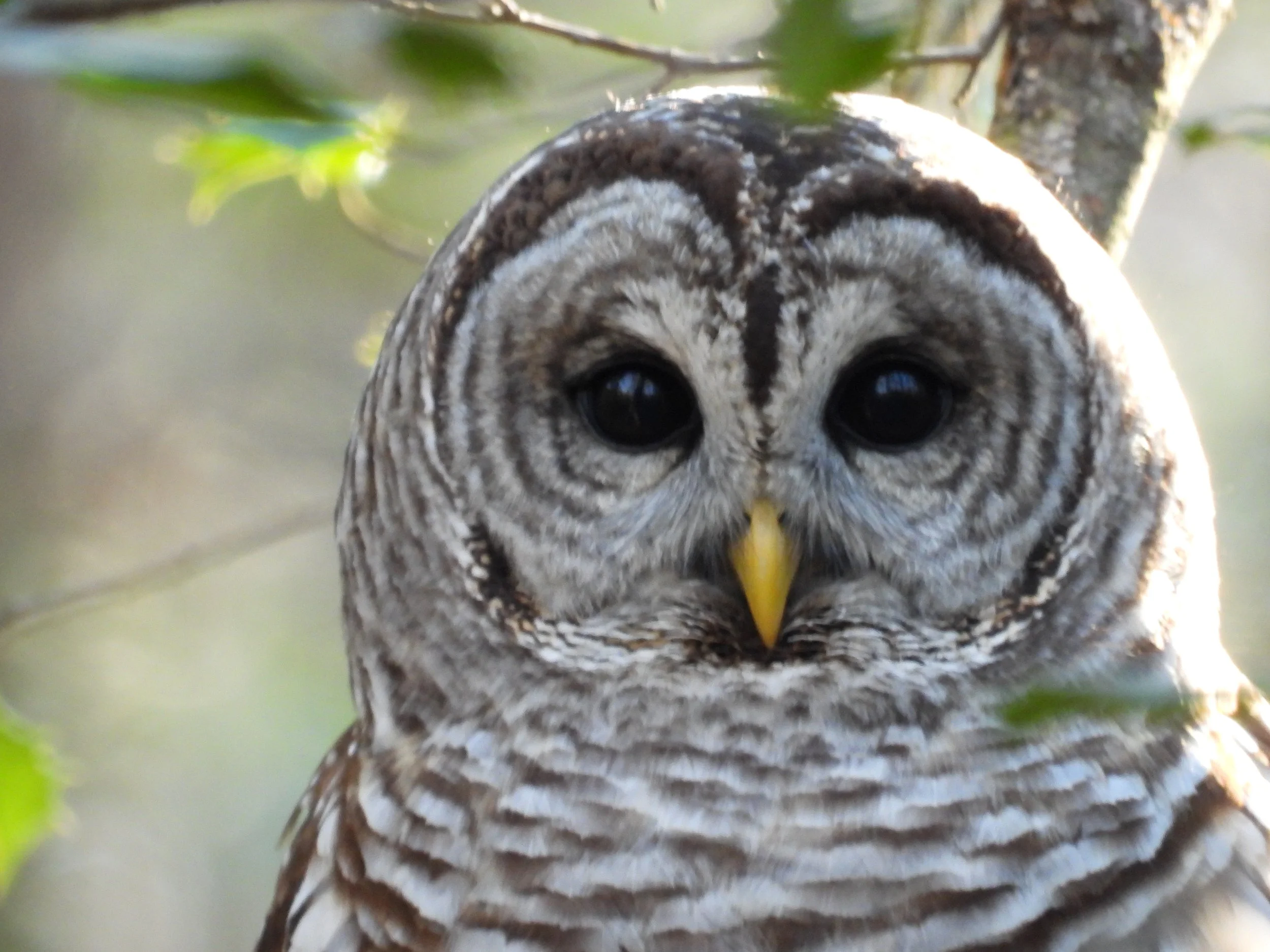 A close-up of a barred owl with large, dark eyes, perched on a tree branch surrounded by green leaves.